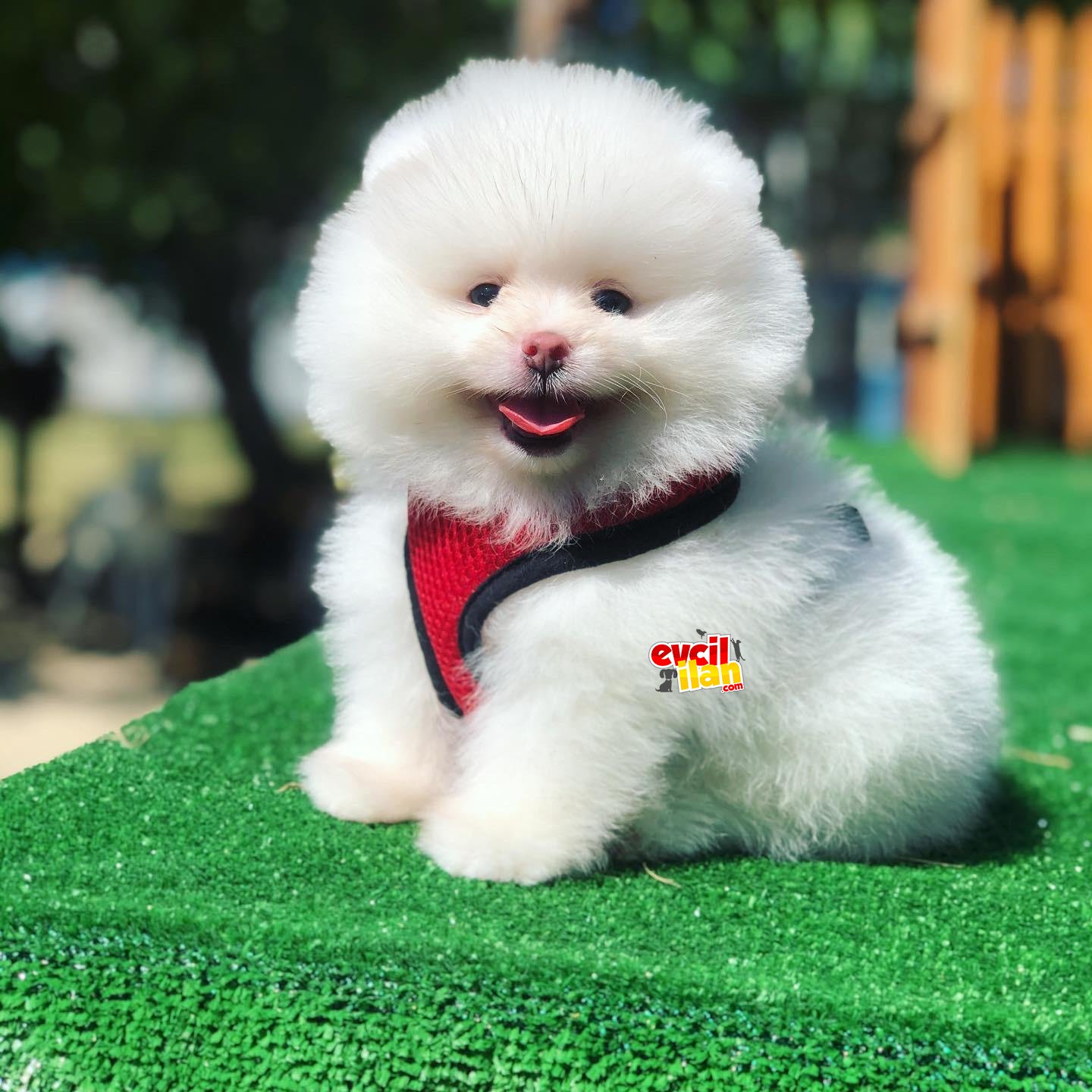 Teddy Face Pomeranian Boo Yavrularimiz