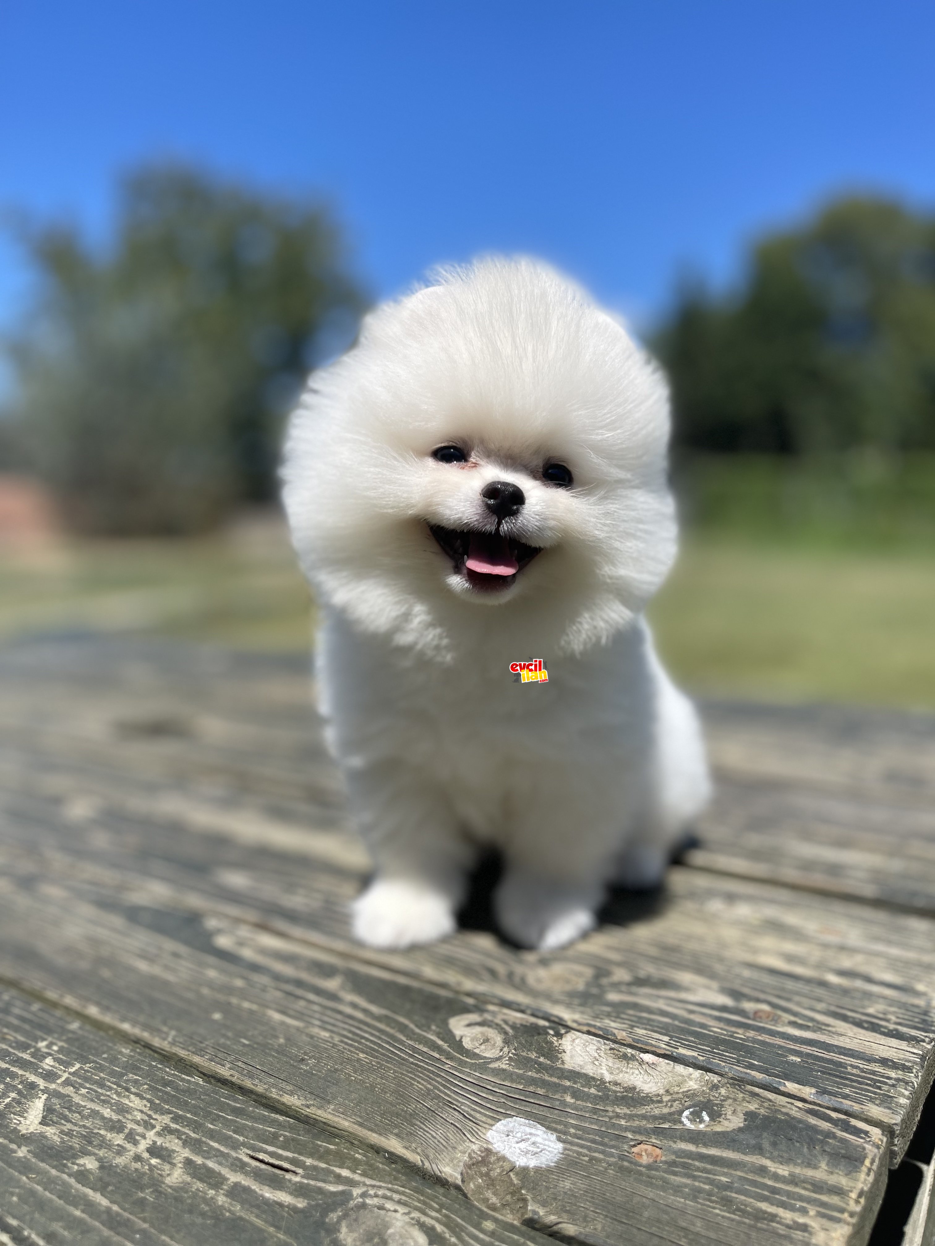 Teddy Face Pomeranian Boo Yavrularimiz