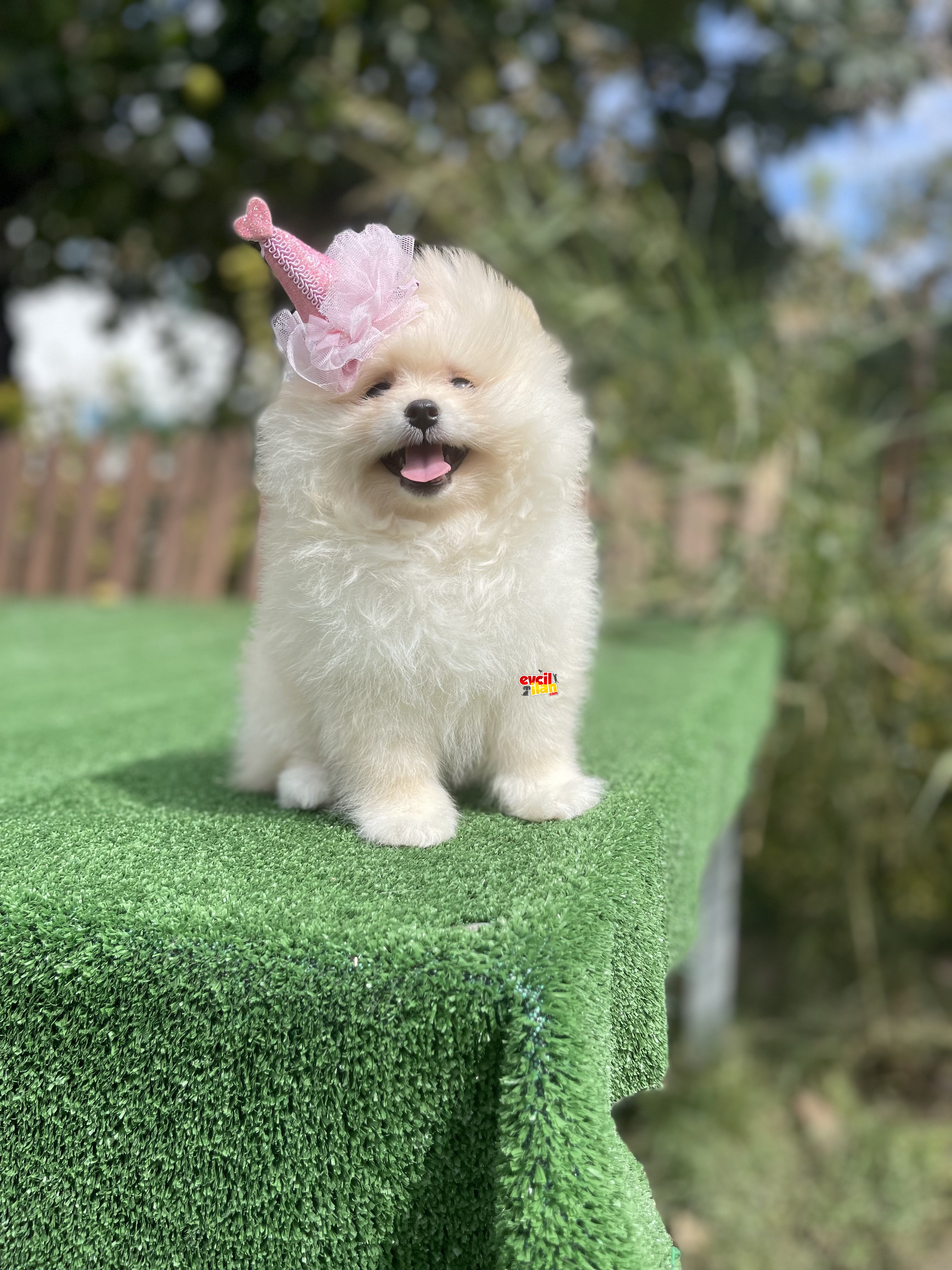 Teddy Face Pomeranian Boo Yavrularimiz