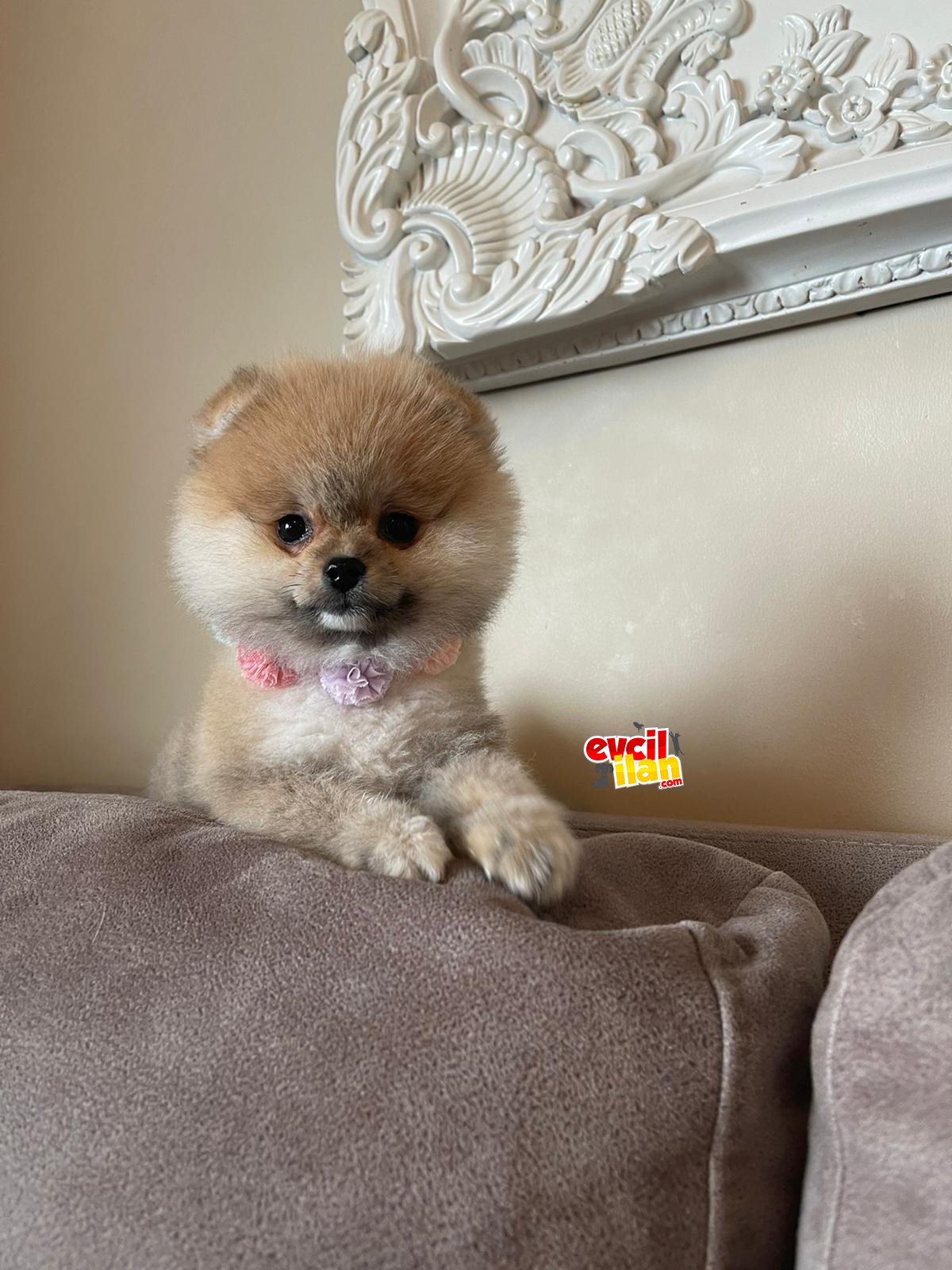 Teddy Face Pomeranian Boo Yavrularimiz