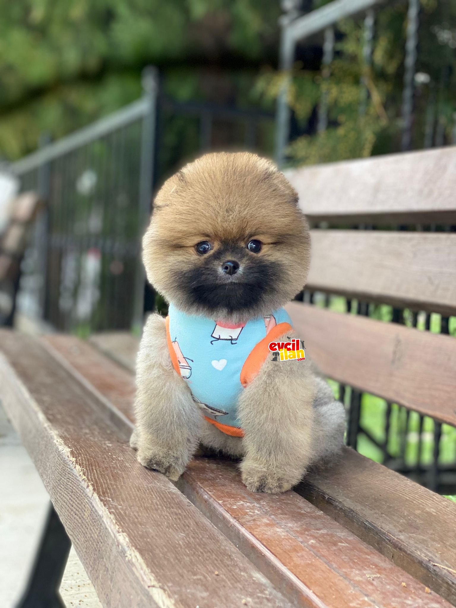 Teddy Face Pomeranian Boo Yavrumuz 