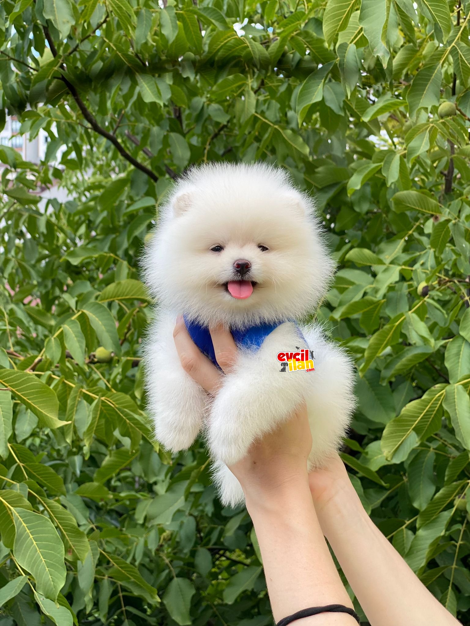 Teddy Face Pomeranian Boo Yavrumuz 