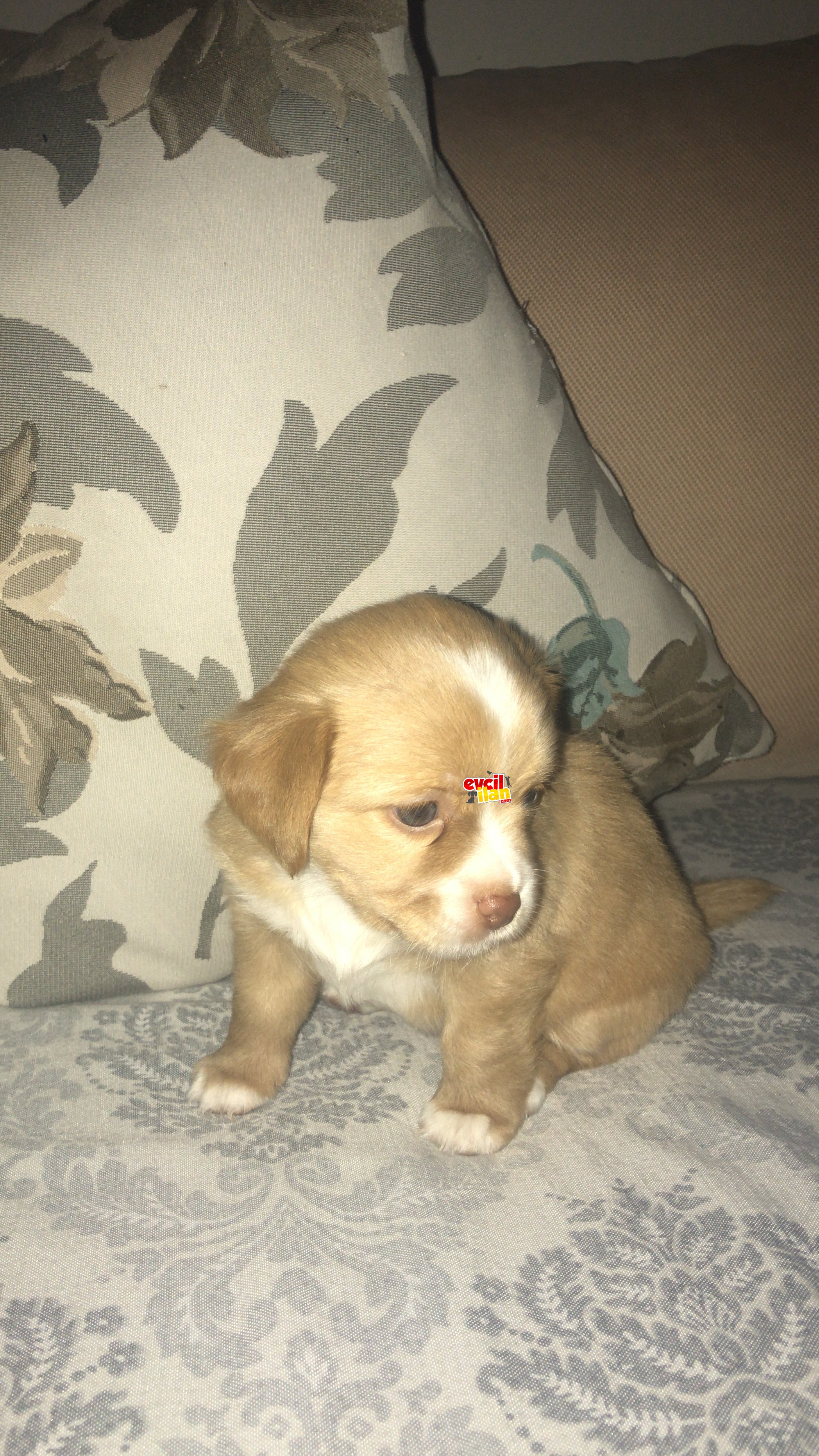 Teriyer ve chihuahua kırması 