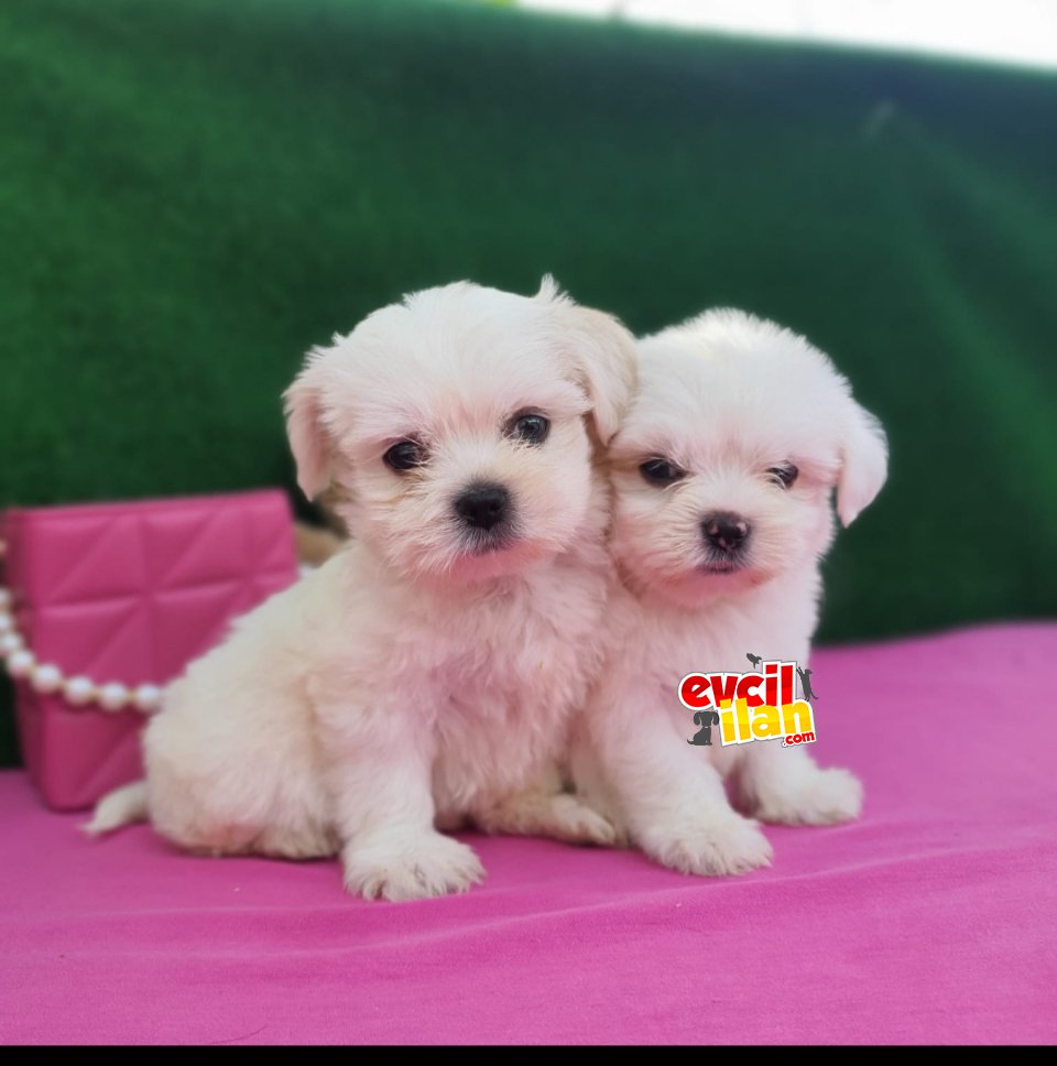 Terrier değil! Orjinal maltese bebekler 