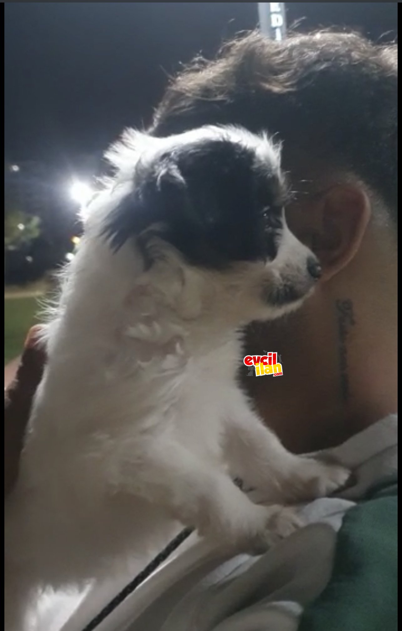 Terrier erkek yavru 