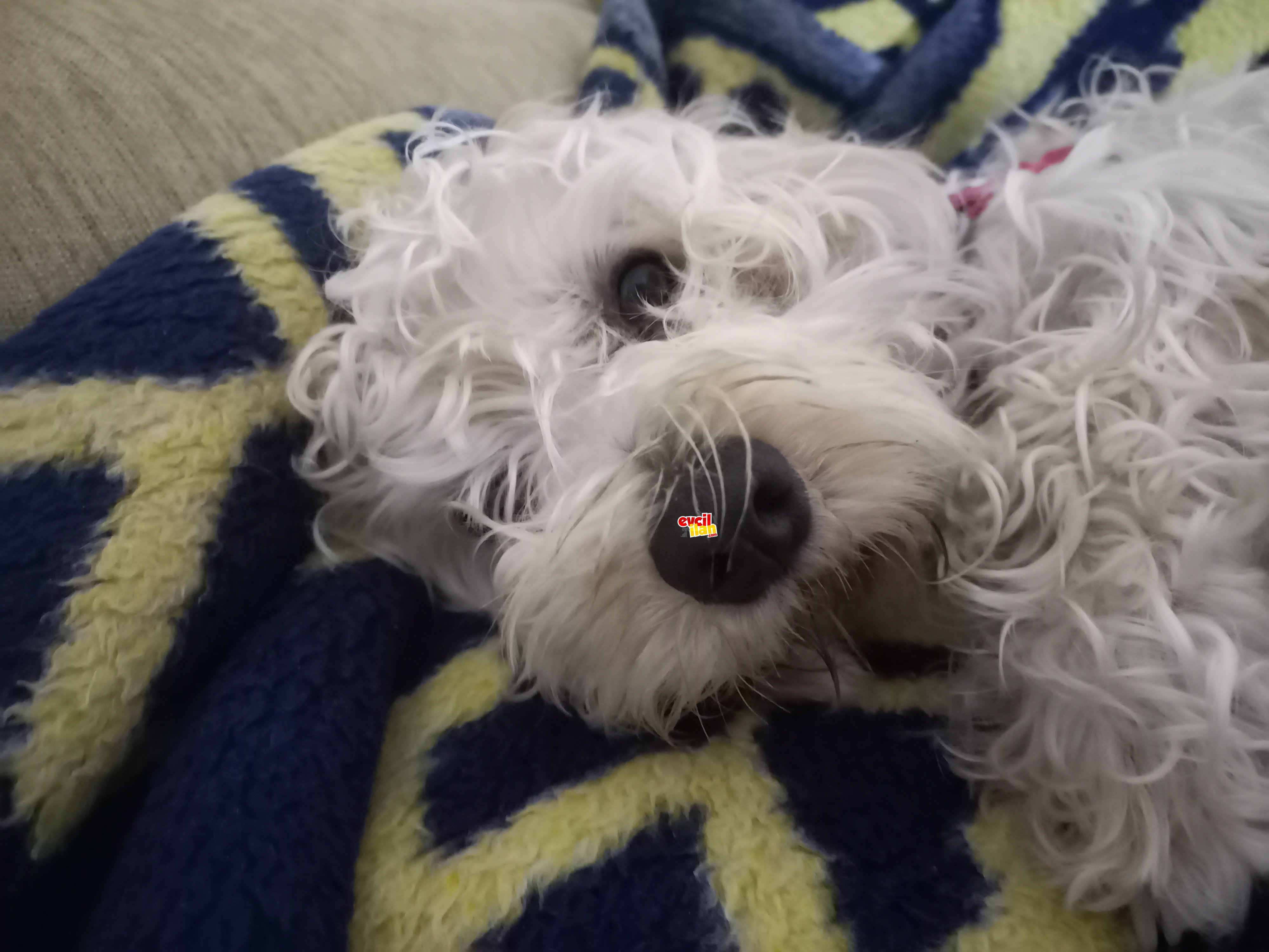 Terrier 