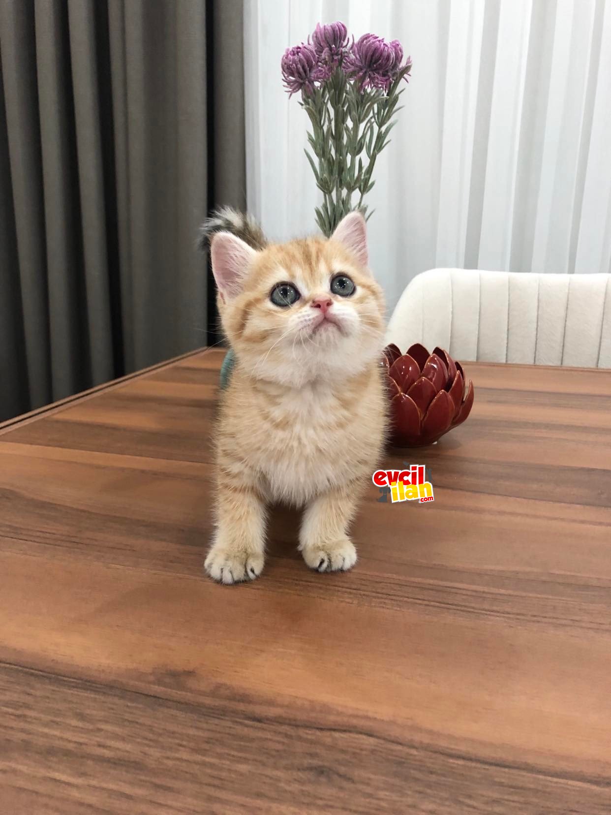 Teslime hazır safkan golden yavrum