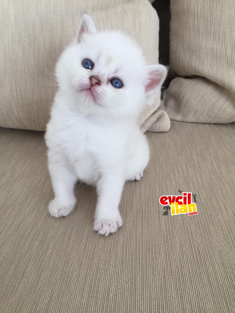 Teslime hazır yavrularımız 