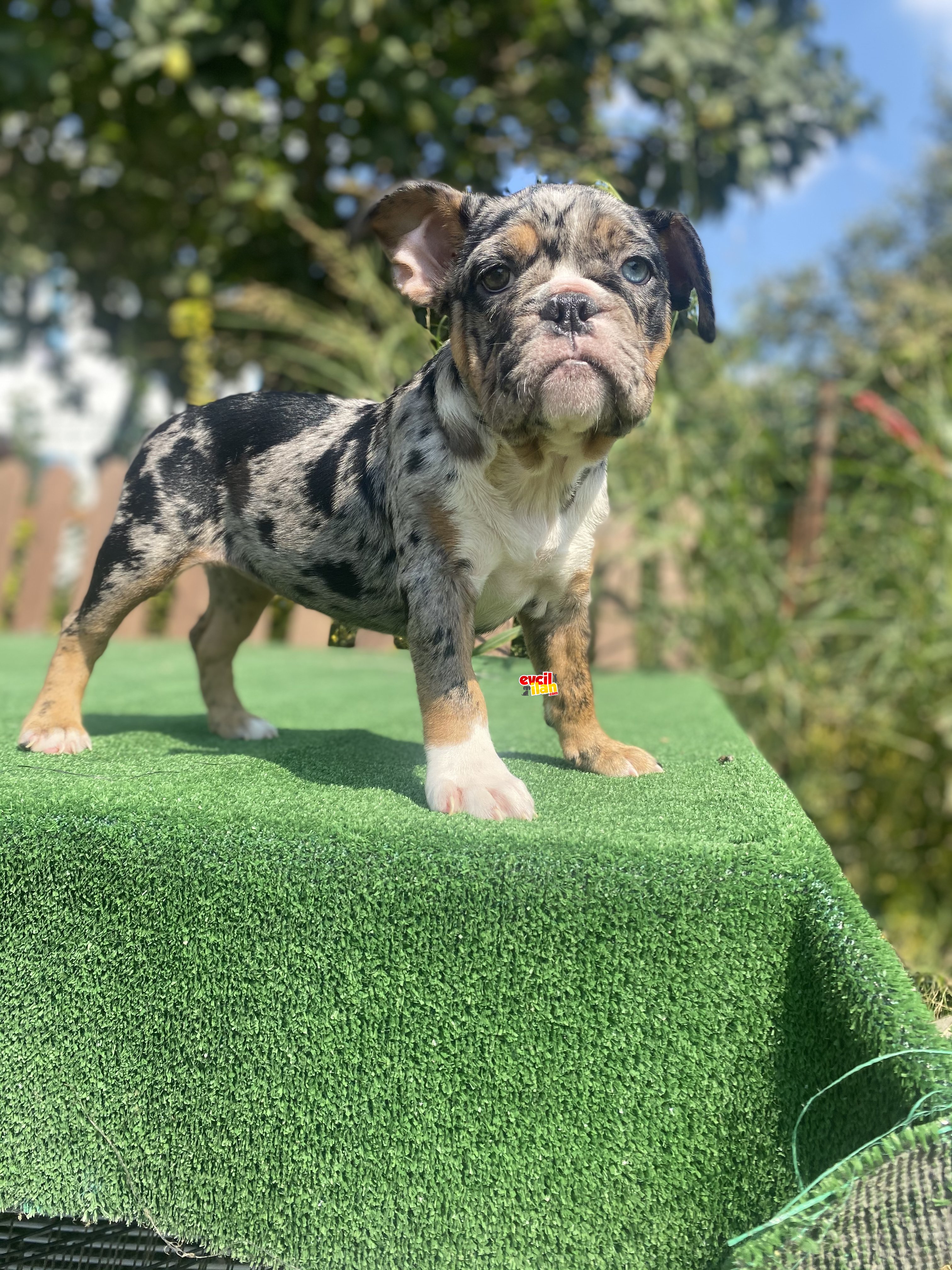 THREE MERLE TÜRKİYEDE TEK ENGLISH BULLDOG