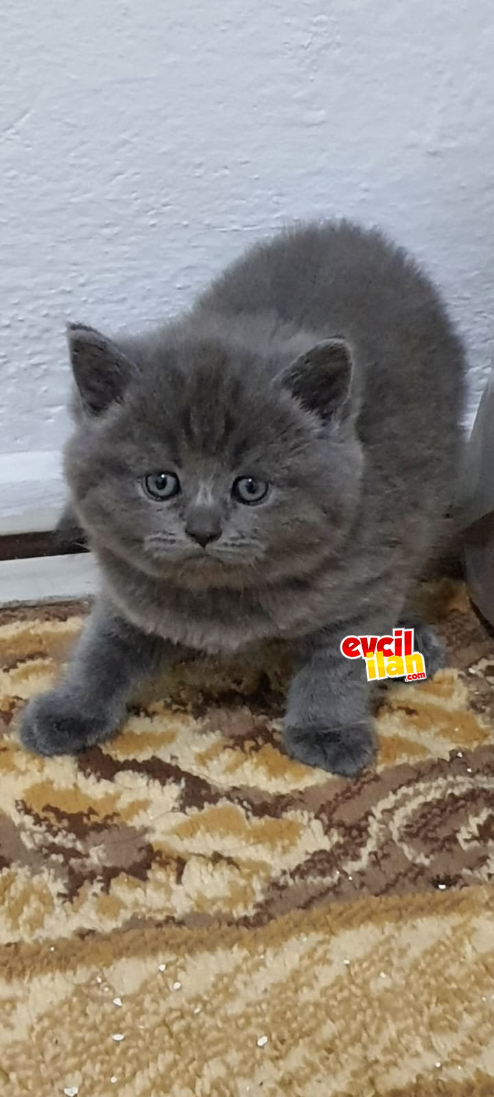 Tontişler 