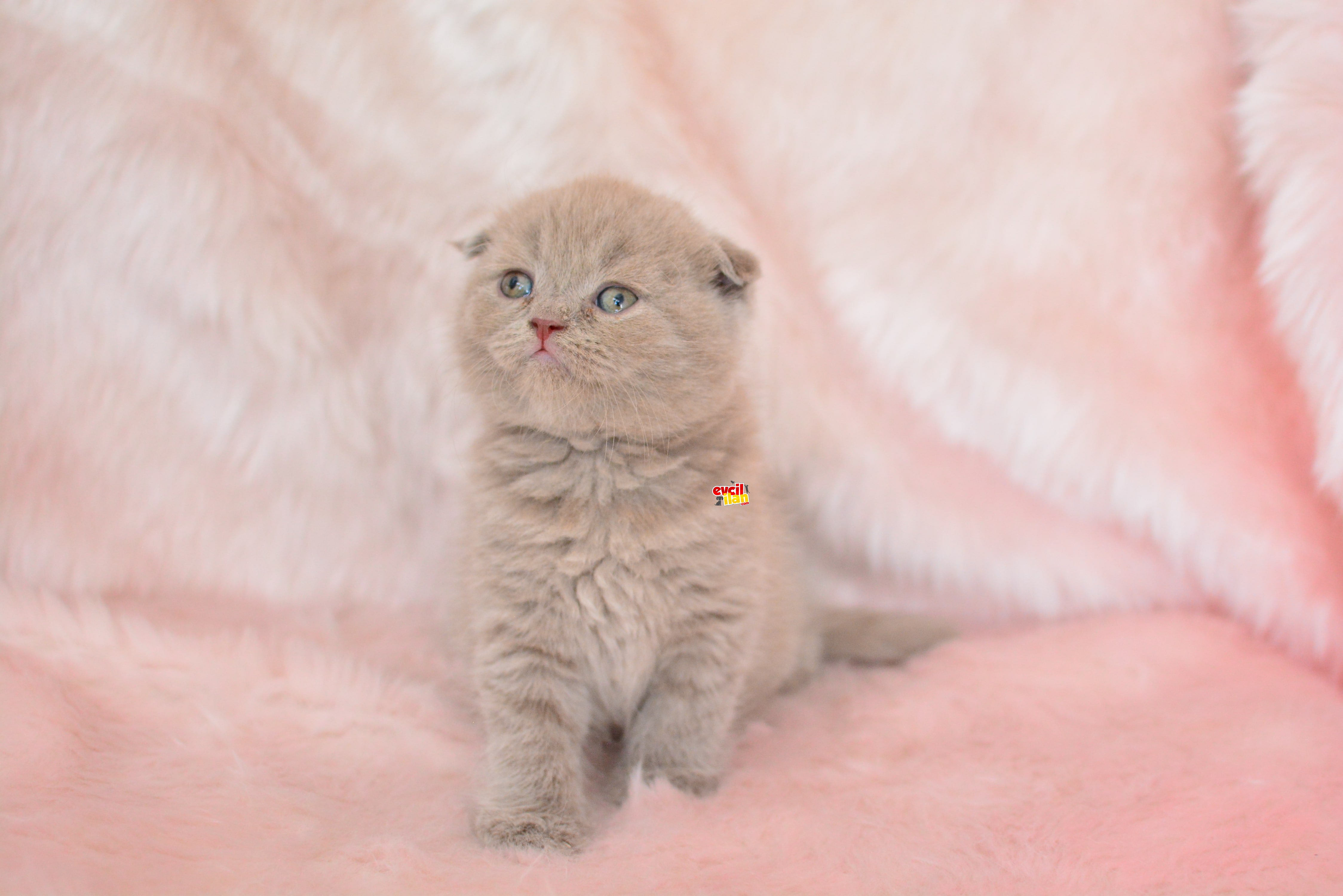 TOP KAFA LİLAC SCOTTISH FOLD 