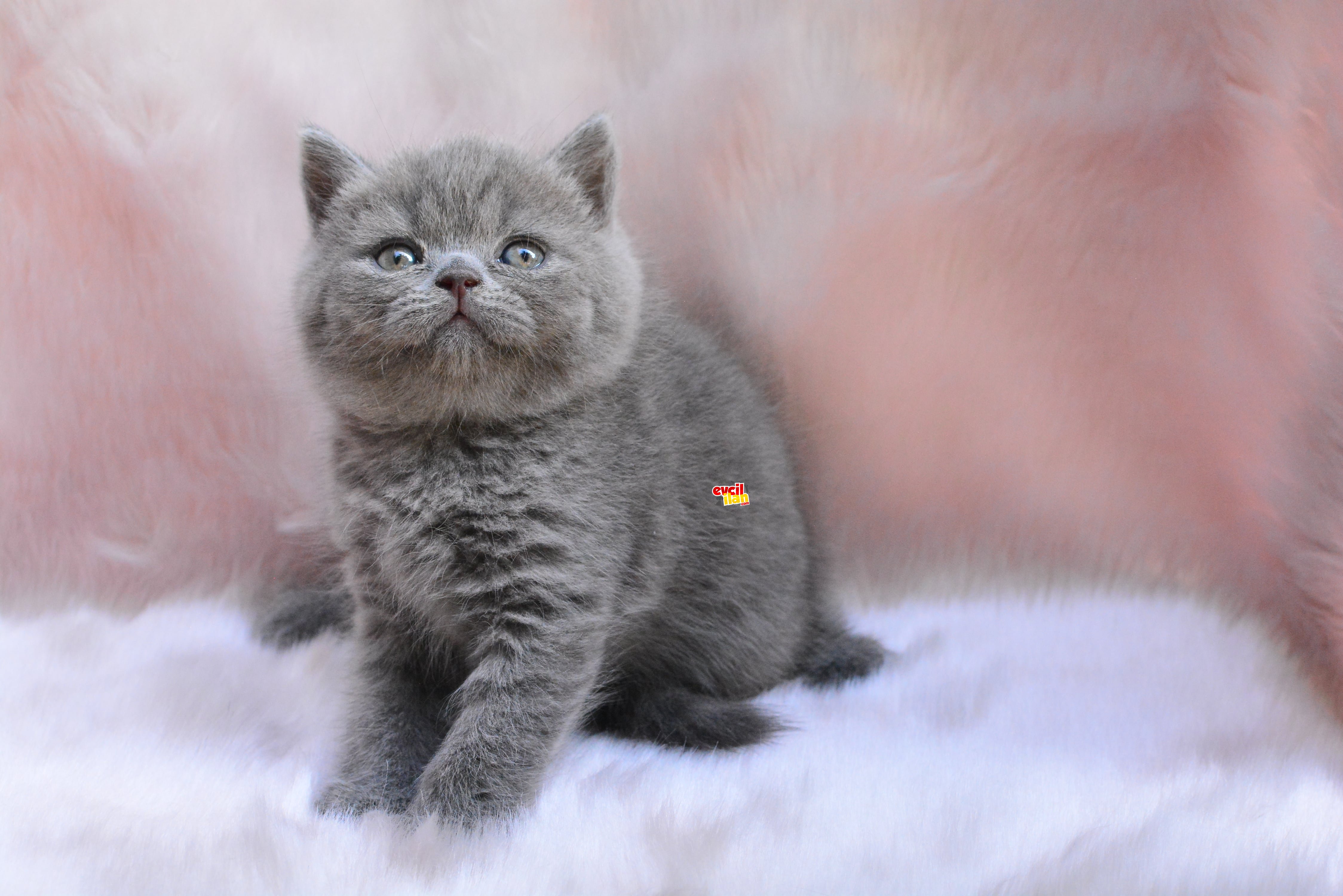 TOPAÇ KAFA BRITISH SHORTHAIR