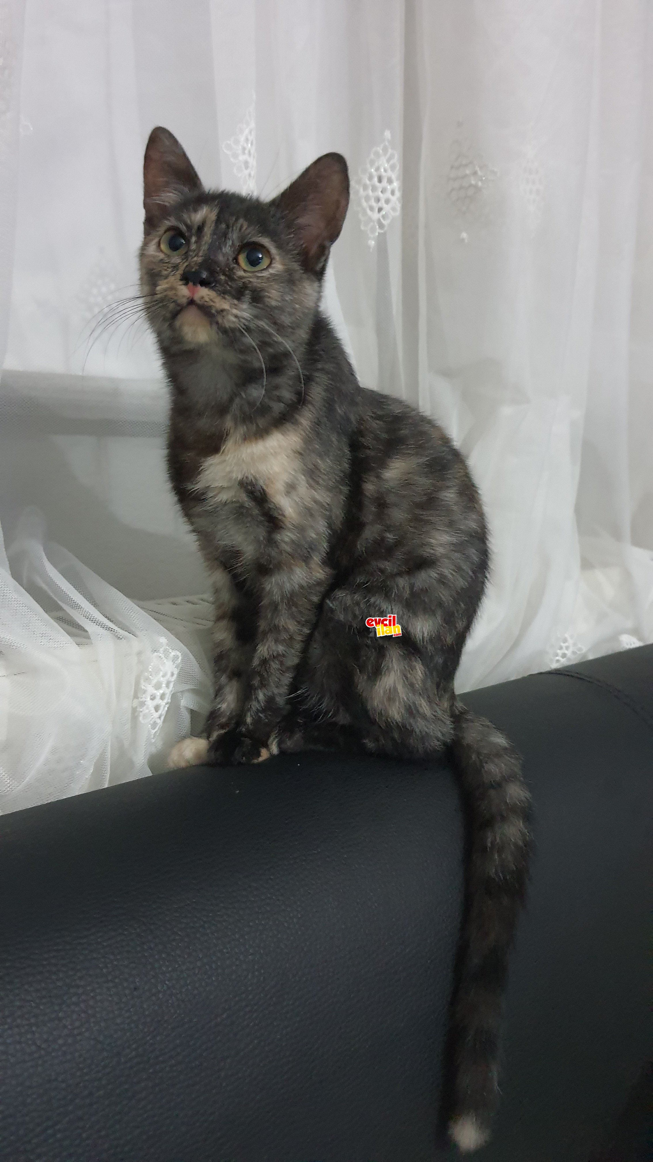 tortoiseshell cinsi kedi yeni yuvasını arıyor