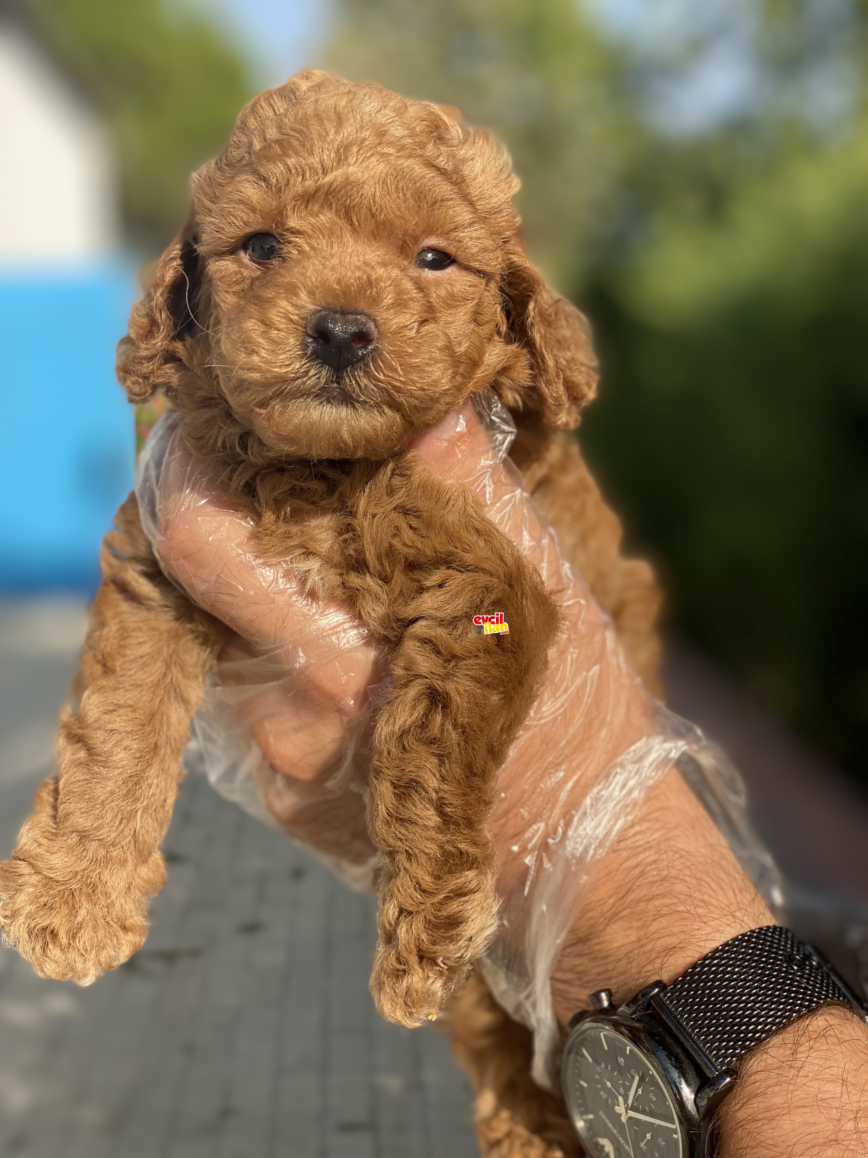 TOY BOY POODLE BEBEKLER