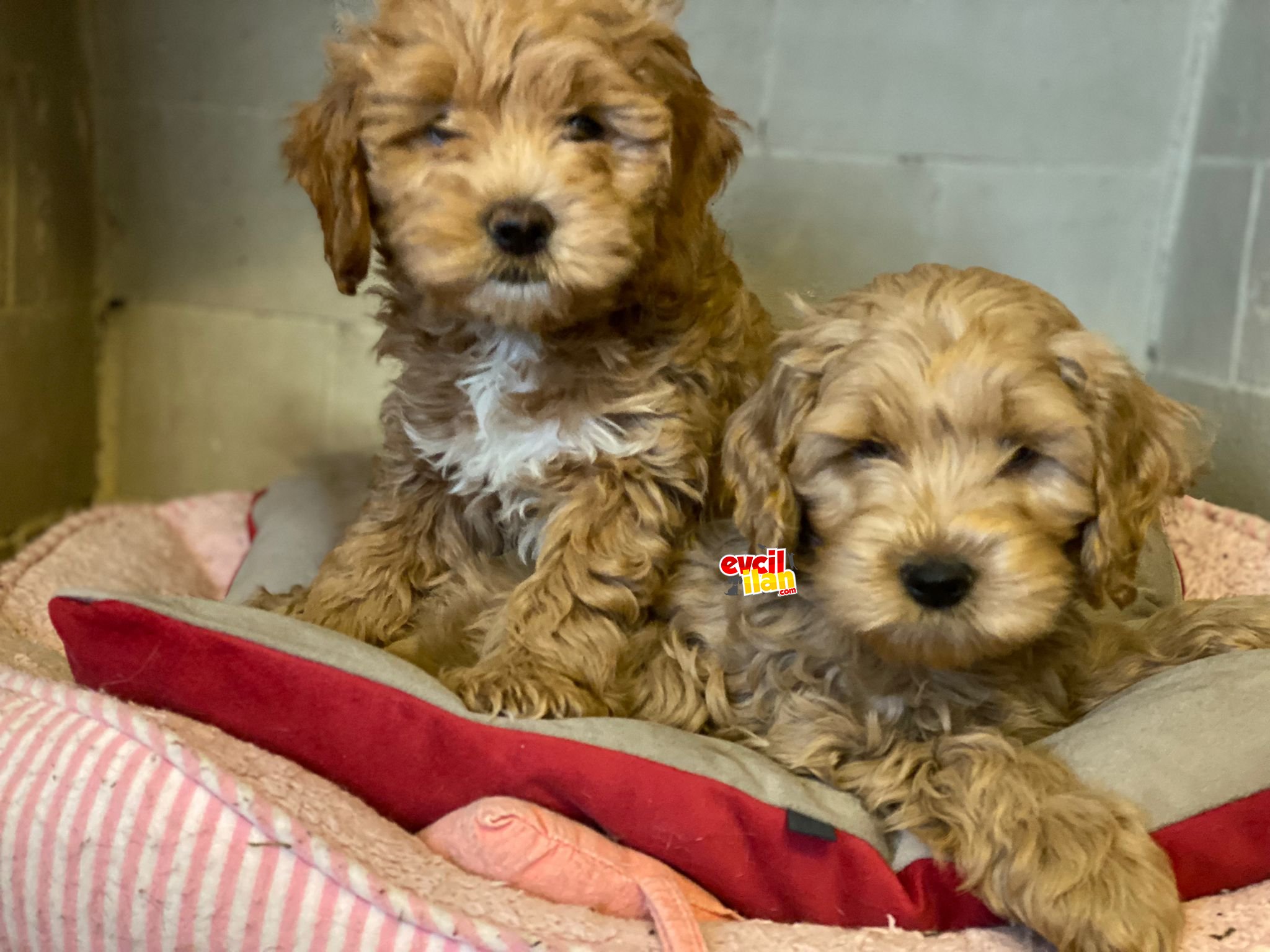 Toy boyut orjinal f2 multigen maltipoo yasvruları