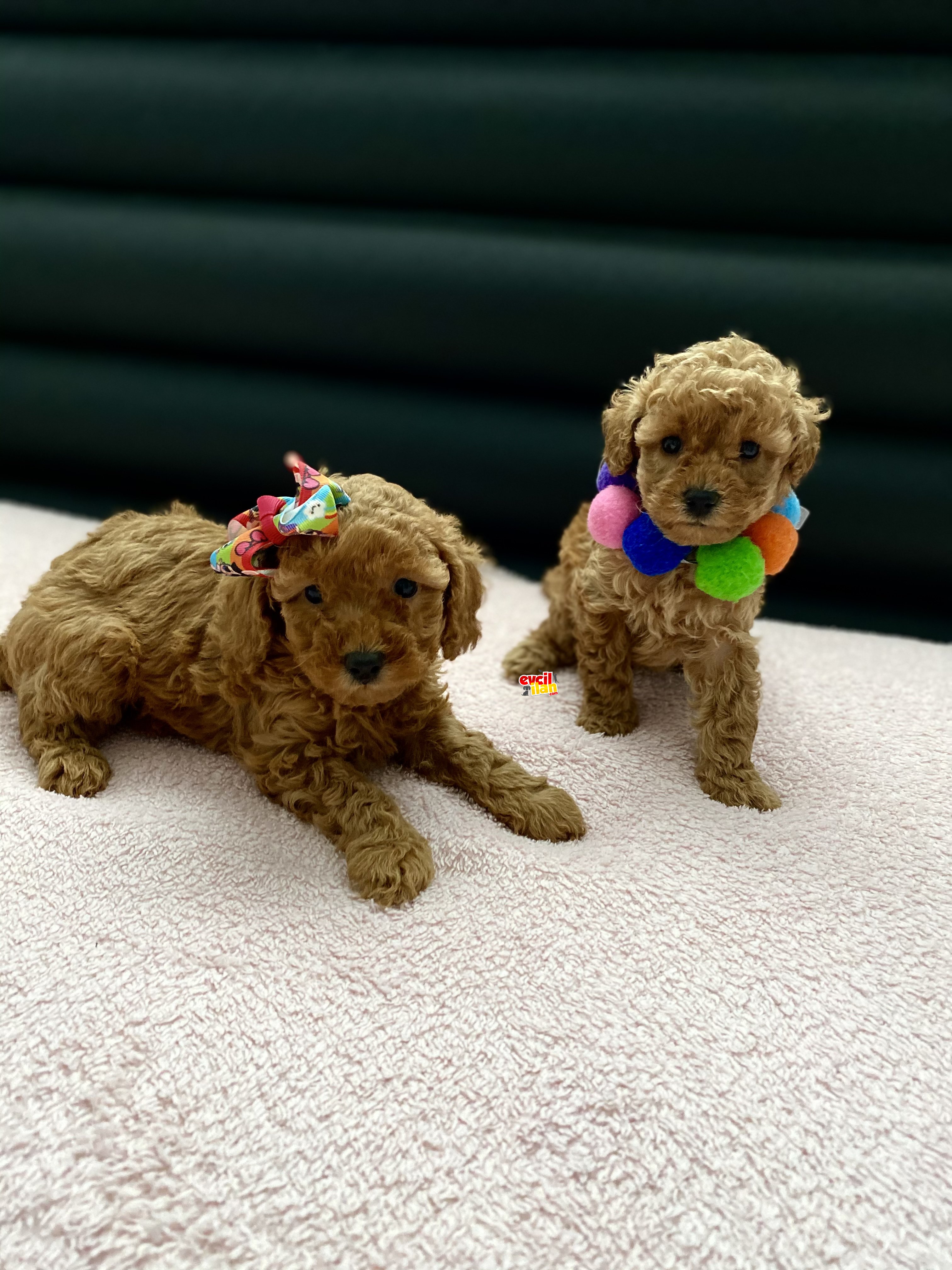 TOY POODLE AŞILI YAVRULAR