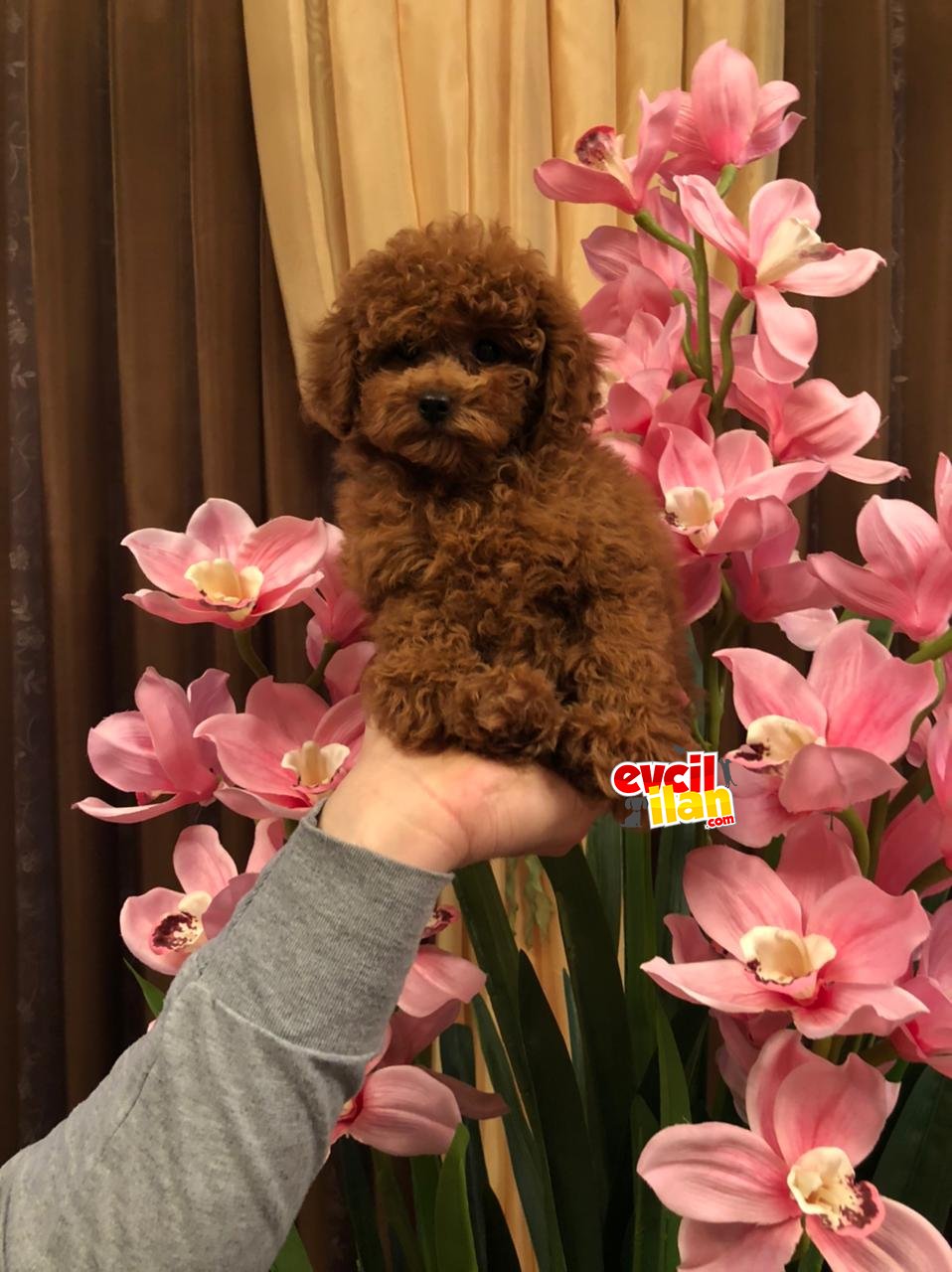 Toy Poodle bebek suratlı garantili anne baba secereli 