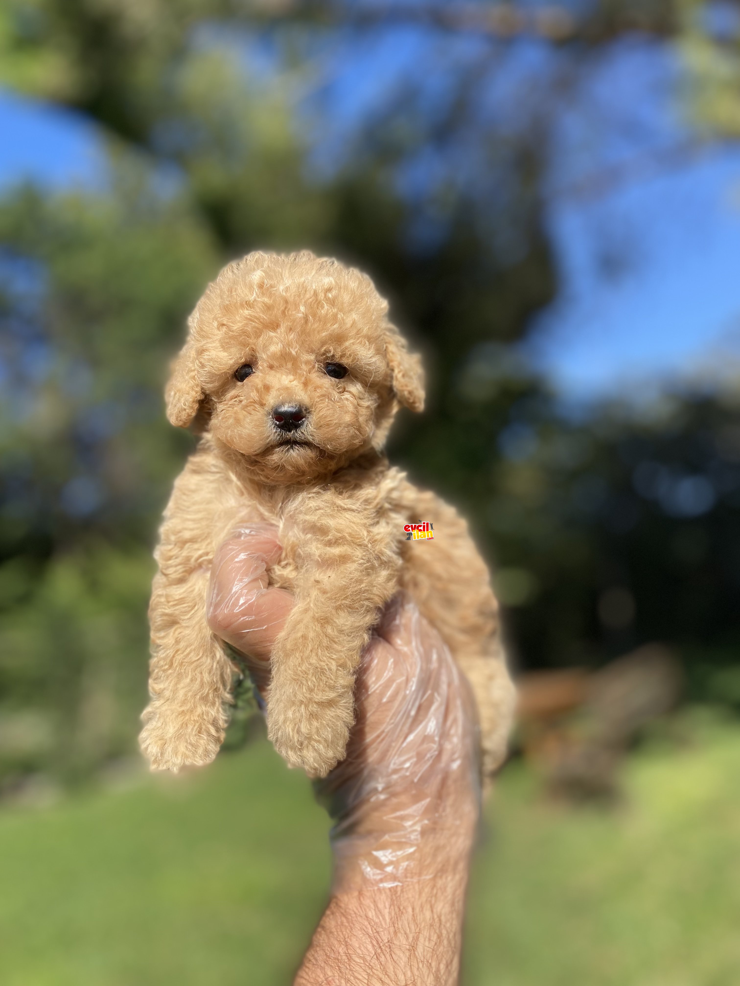 TOY POODLE BEBEKLERİMİZ A KALİTE