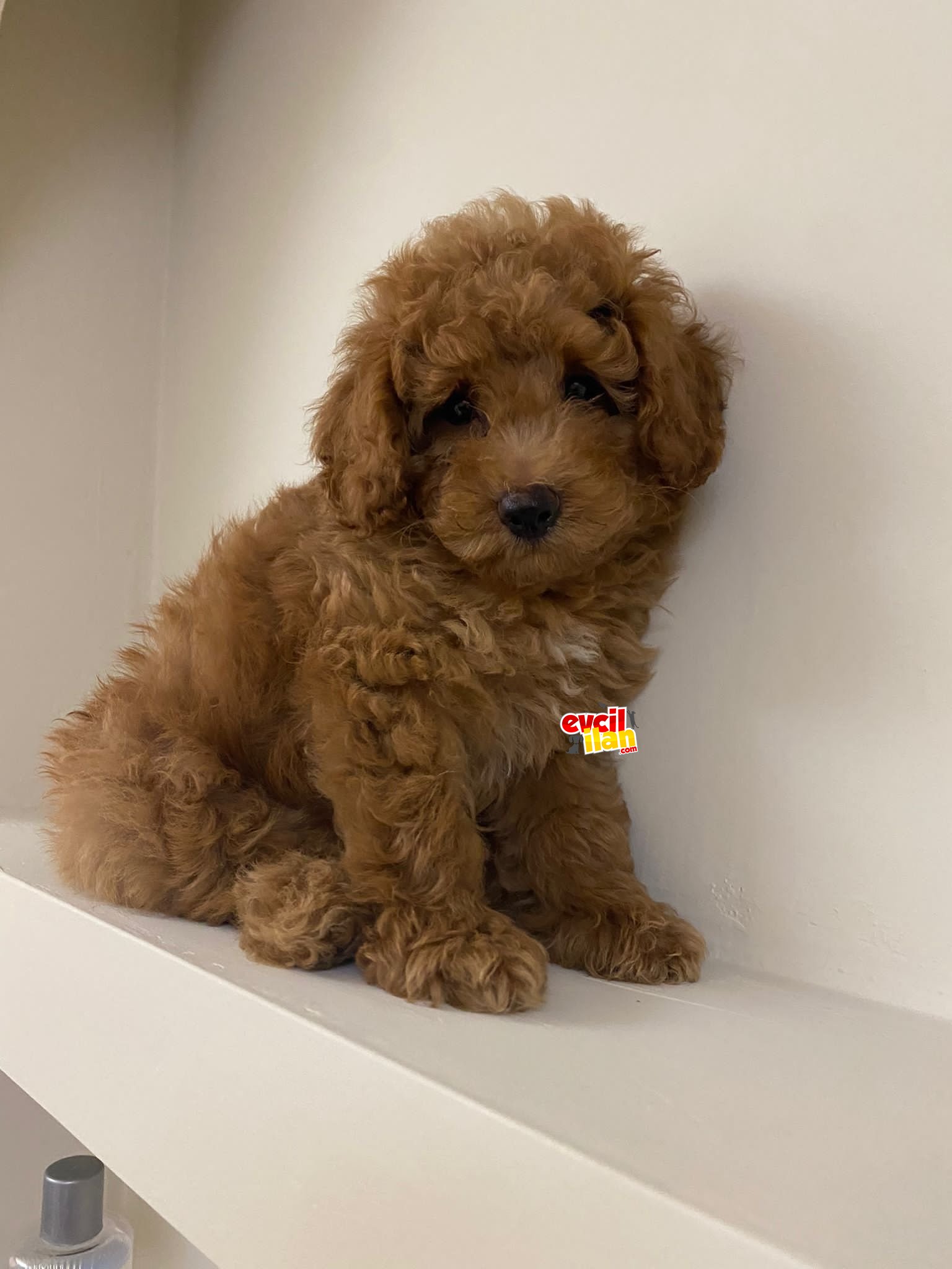 TOY POODLE BEBEKLERİMİZ