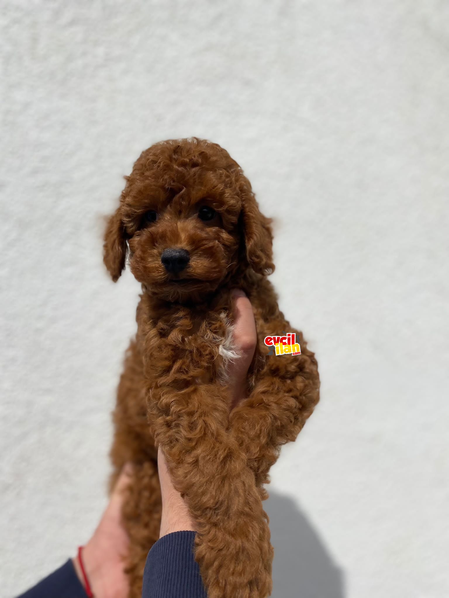 TOY POODLE BEBEKLERİMİZ 