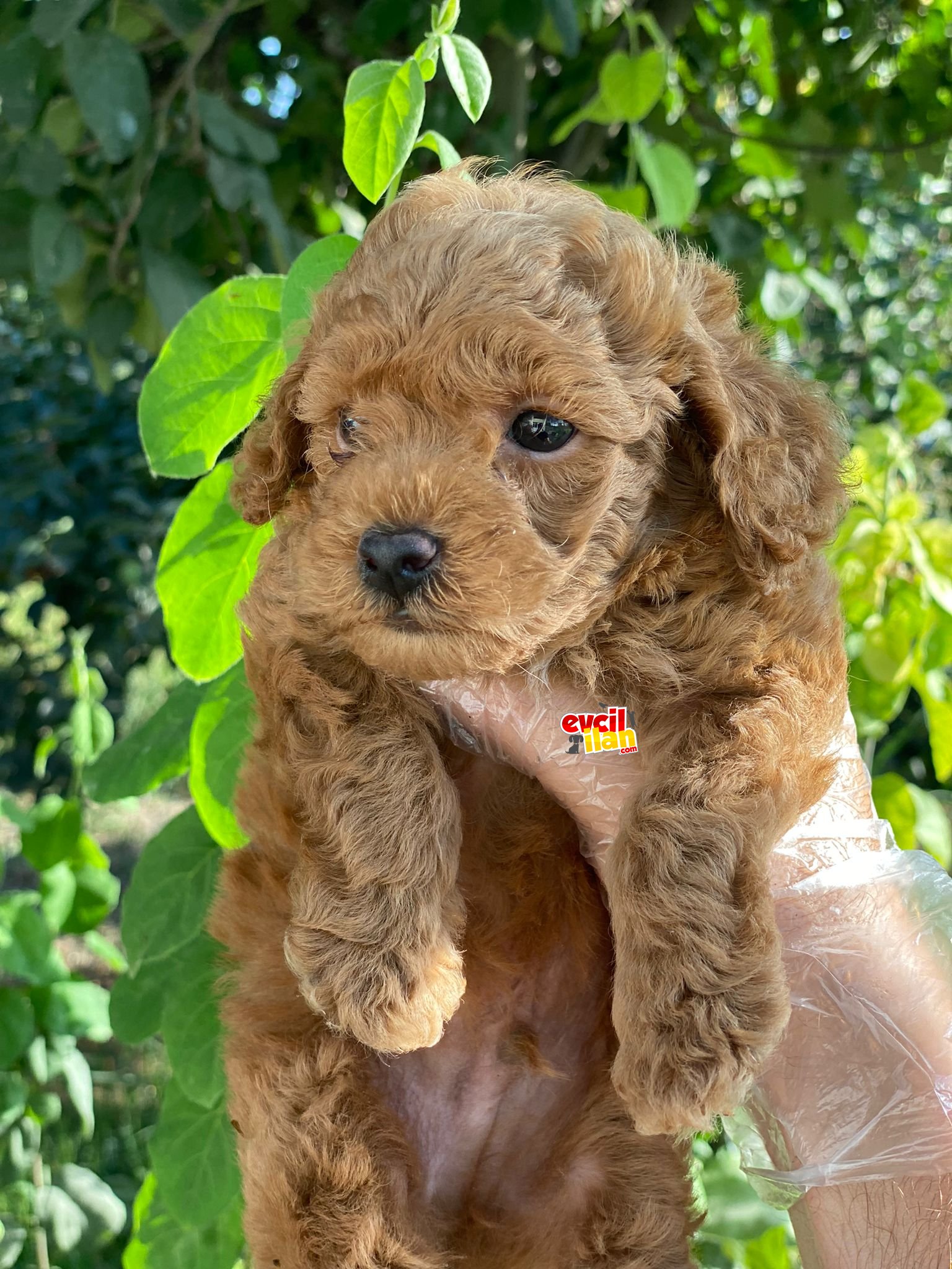 TOY POODLE BEBEKLERİMİZ