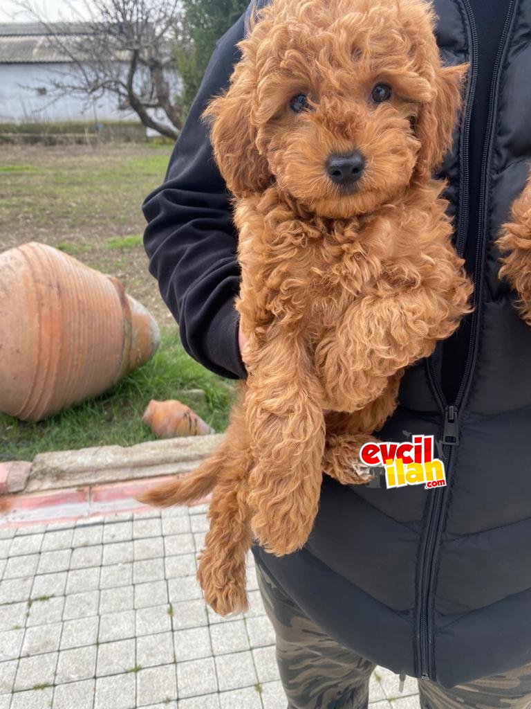 TOY POODLE BEBEKLERİMİZ