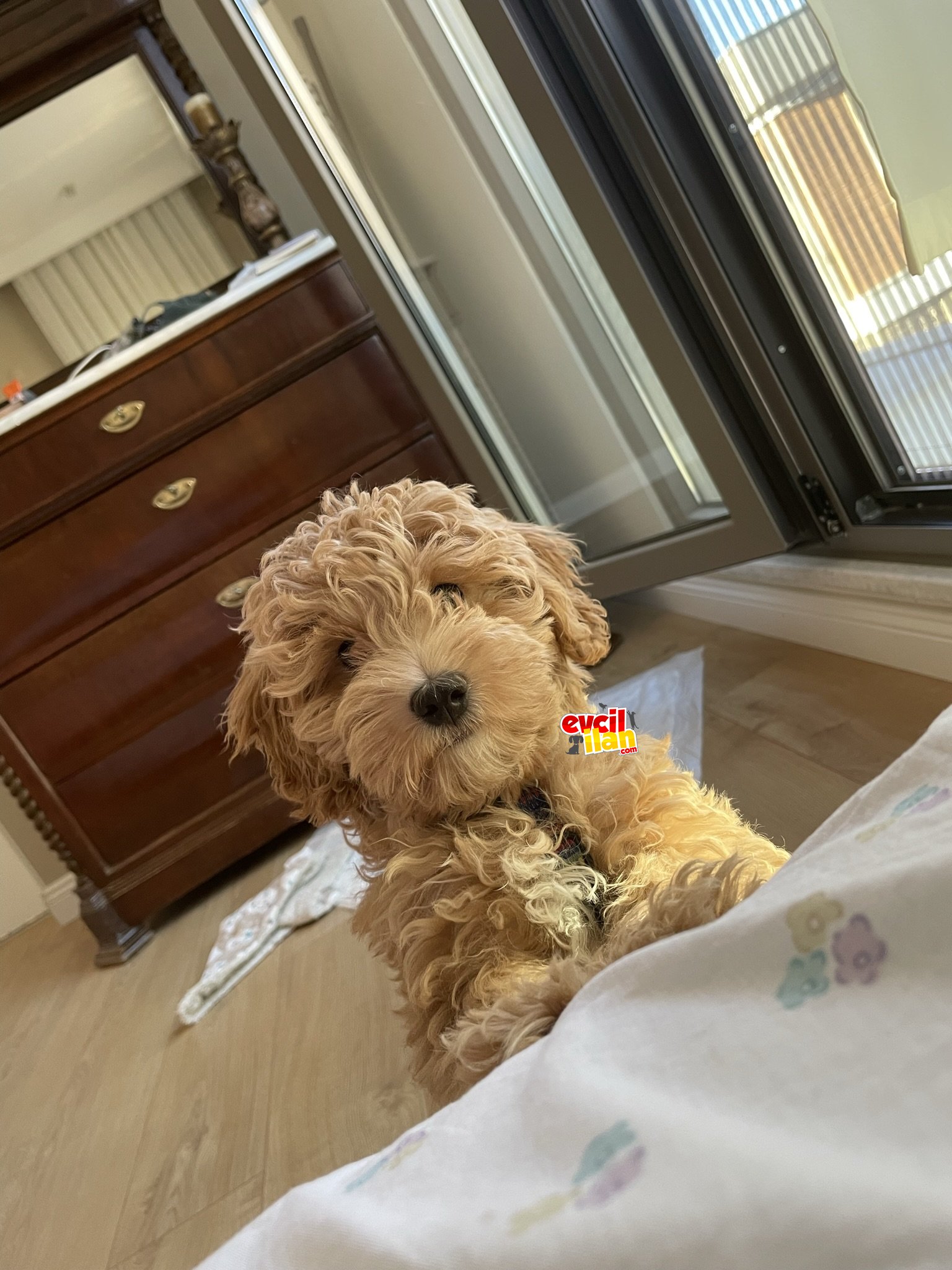 Toy Poodle / Cavalier King Charles Mix Yavru Erkek