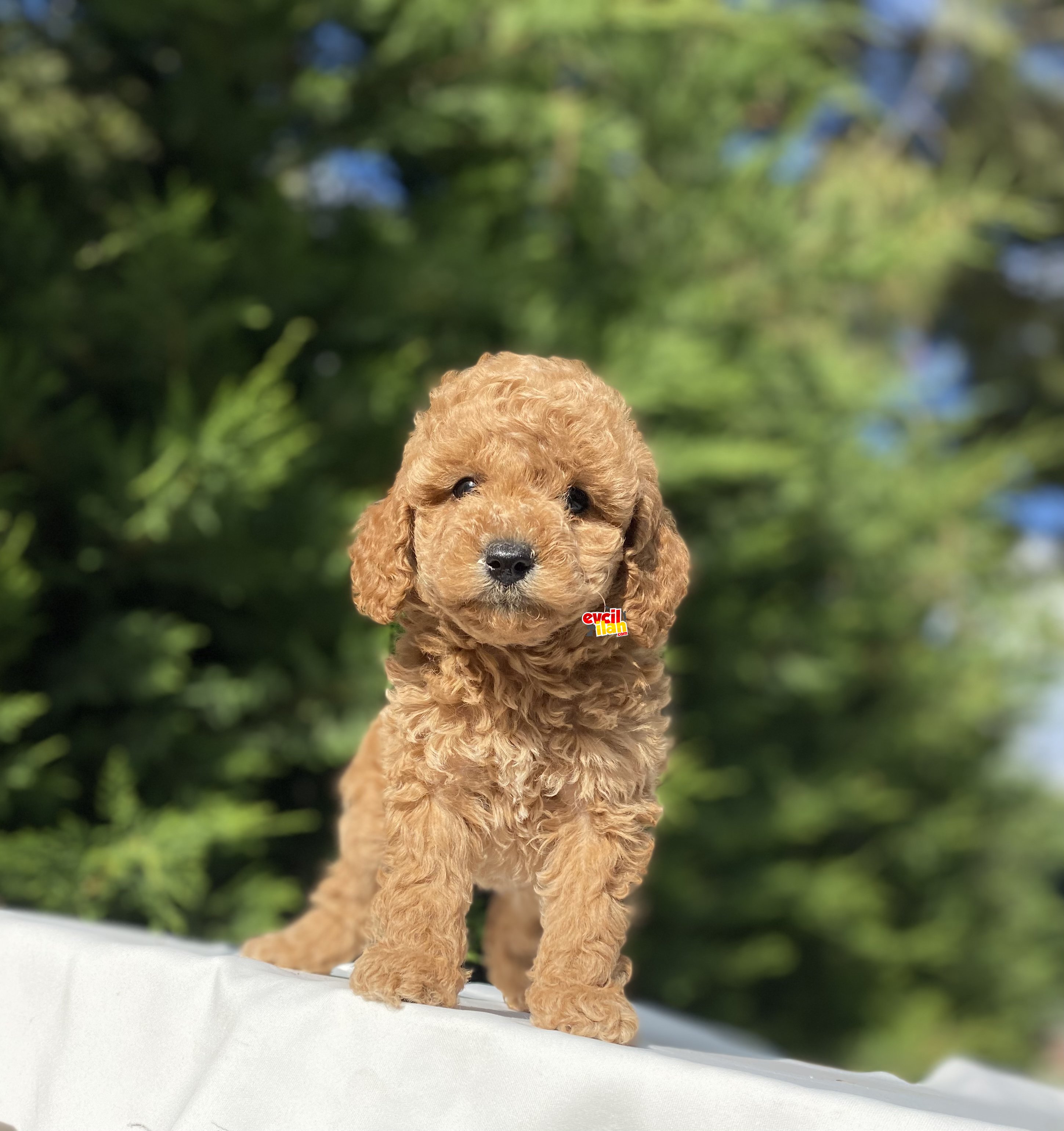 TOY POODLE MINI BOY YAVRUMUZ AŞILI