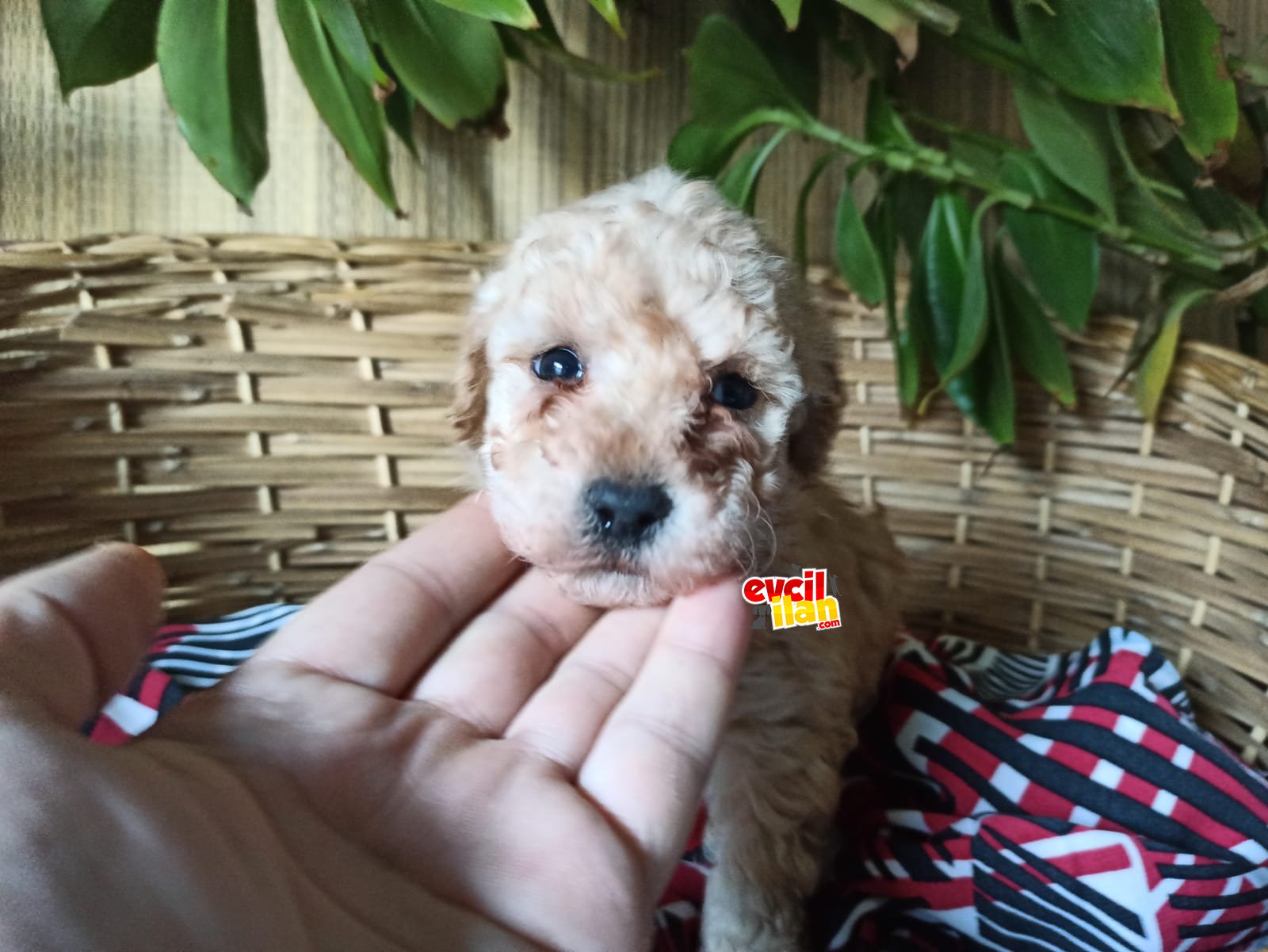 TOY POODLE SAFKAN IRK GARANTİLİ AŞILI KARNELİ TESLİM