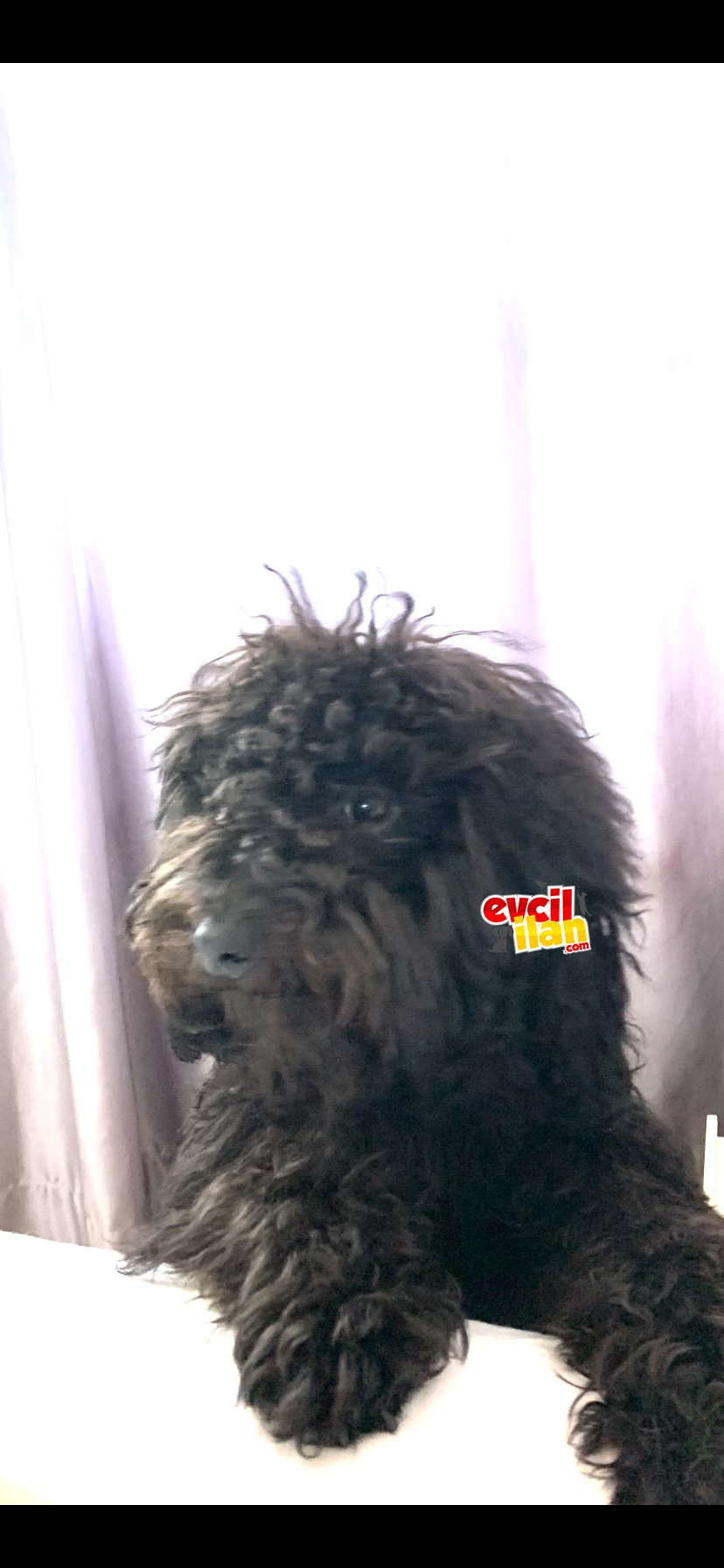 Toy poodle siyah renk 