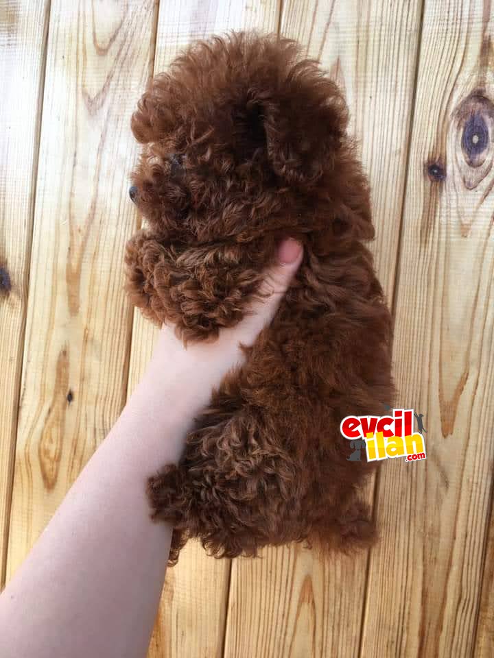 TOY POODLE ÜCRETLİ SAHİPLENDİRME