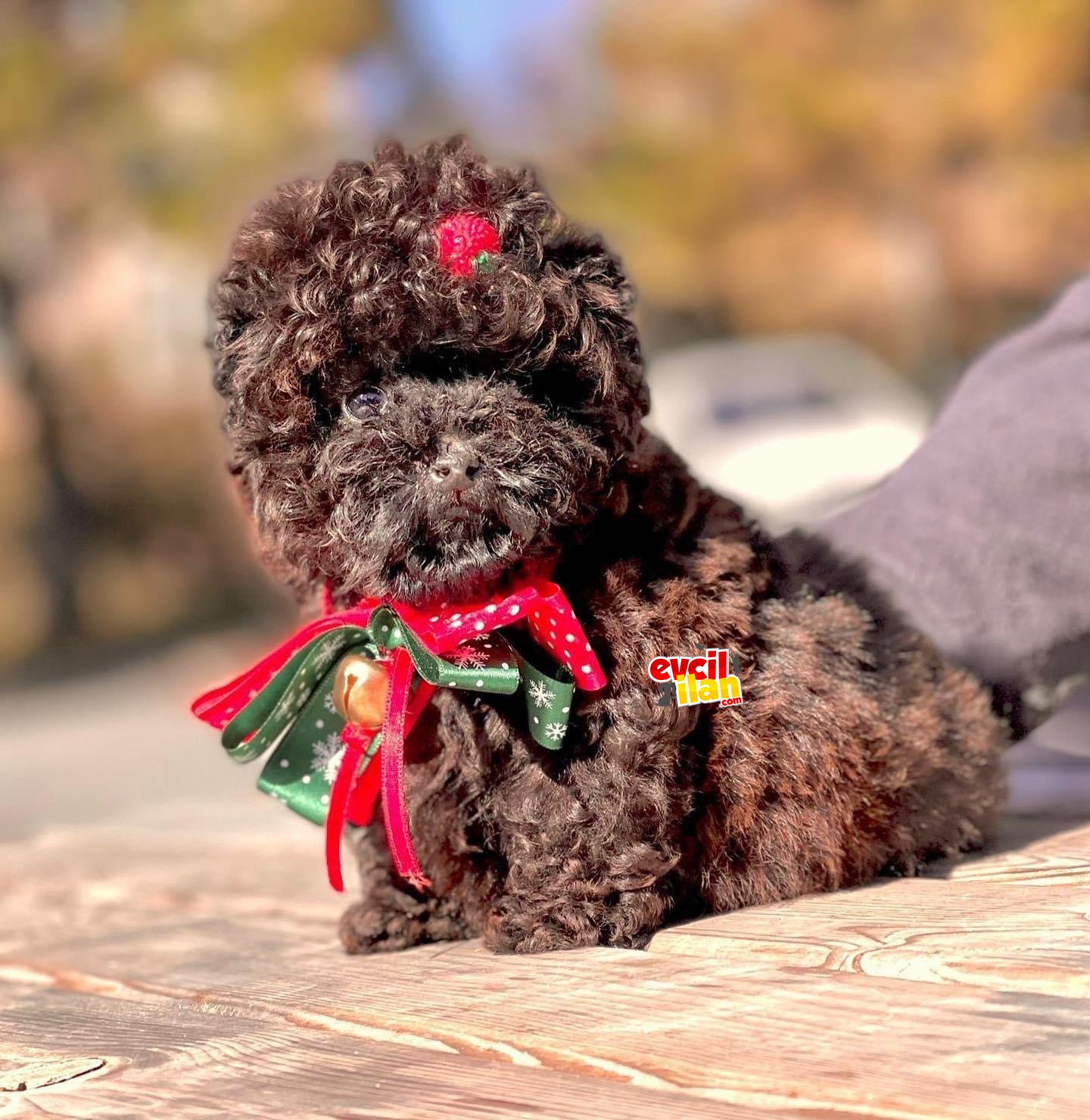 TOY POODLE ÜCRETLİ SAHİPLENDİRME