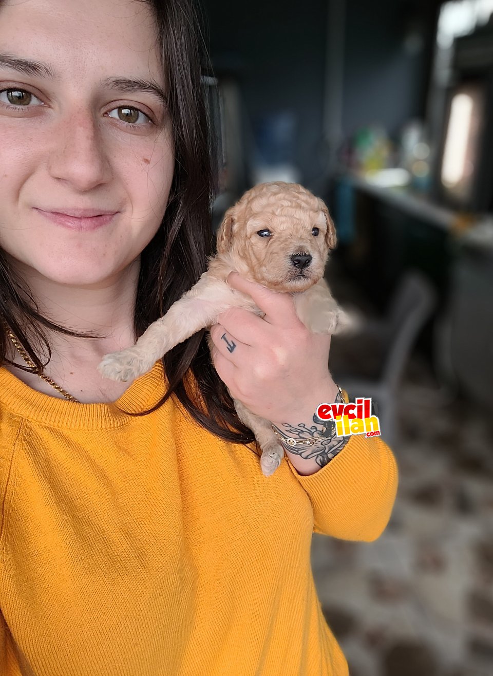 Toy Poodle Yavru (Bursa Köpek Okulu)