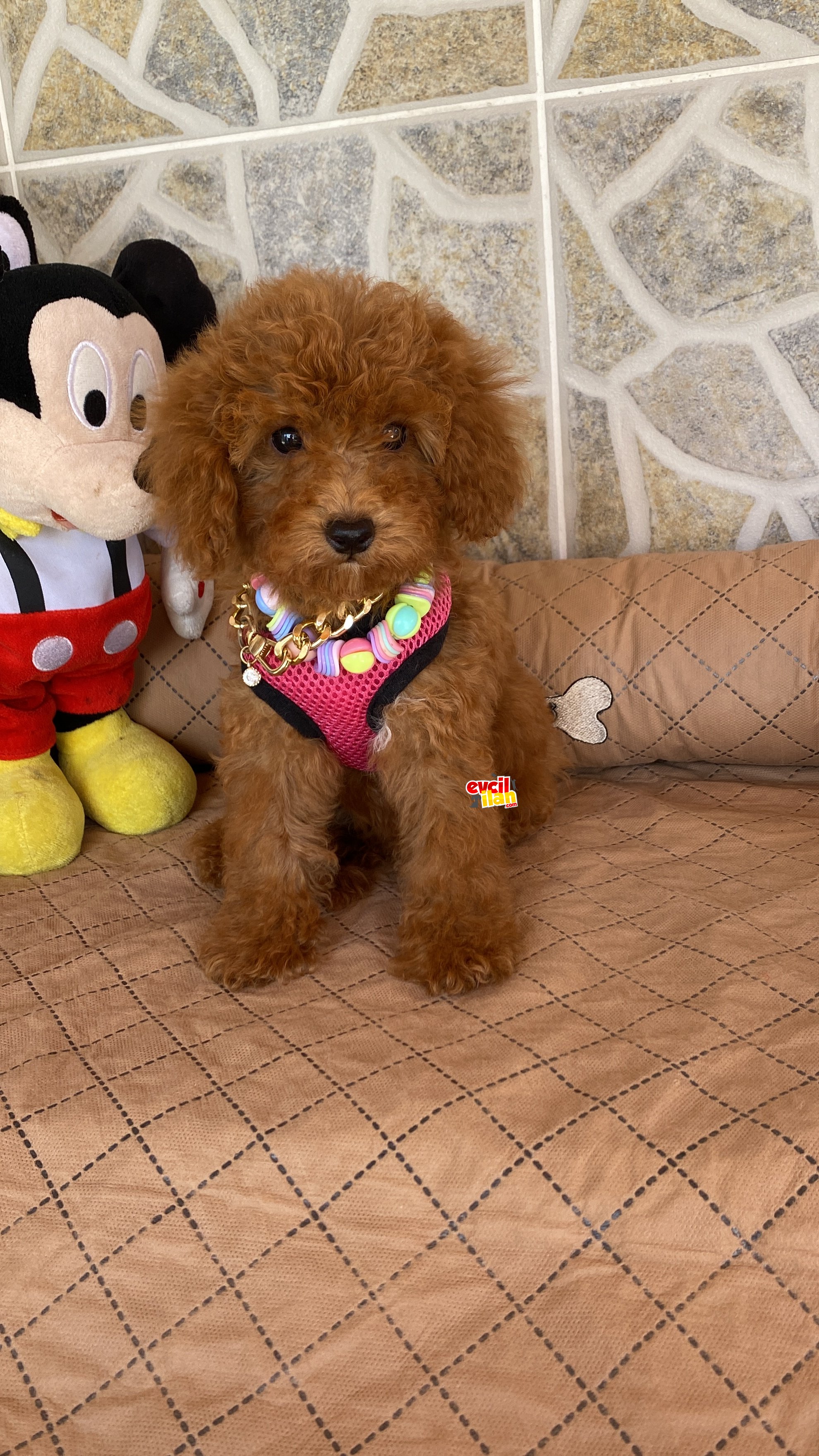 Toy Poodle Yavrular Eğitimli Sağlık Irk Garantili 