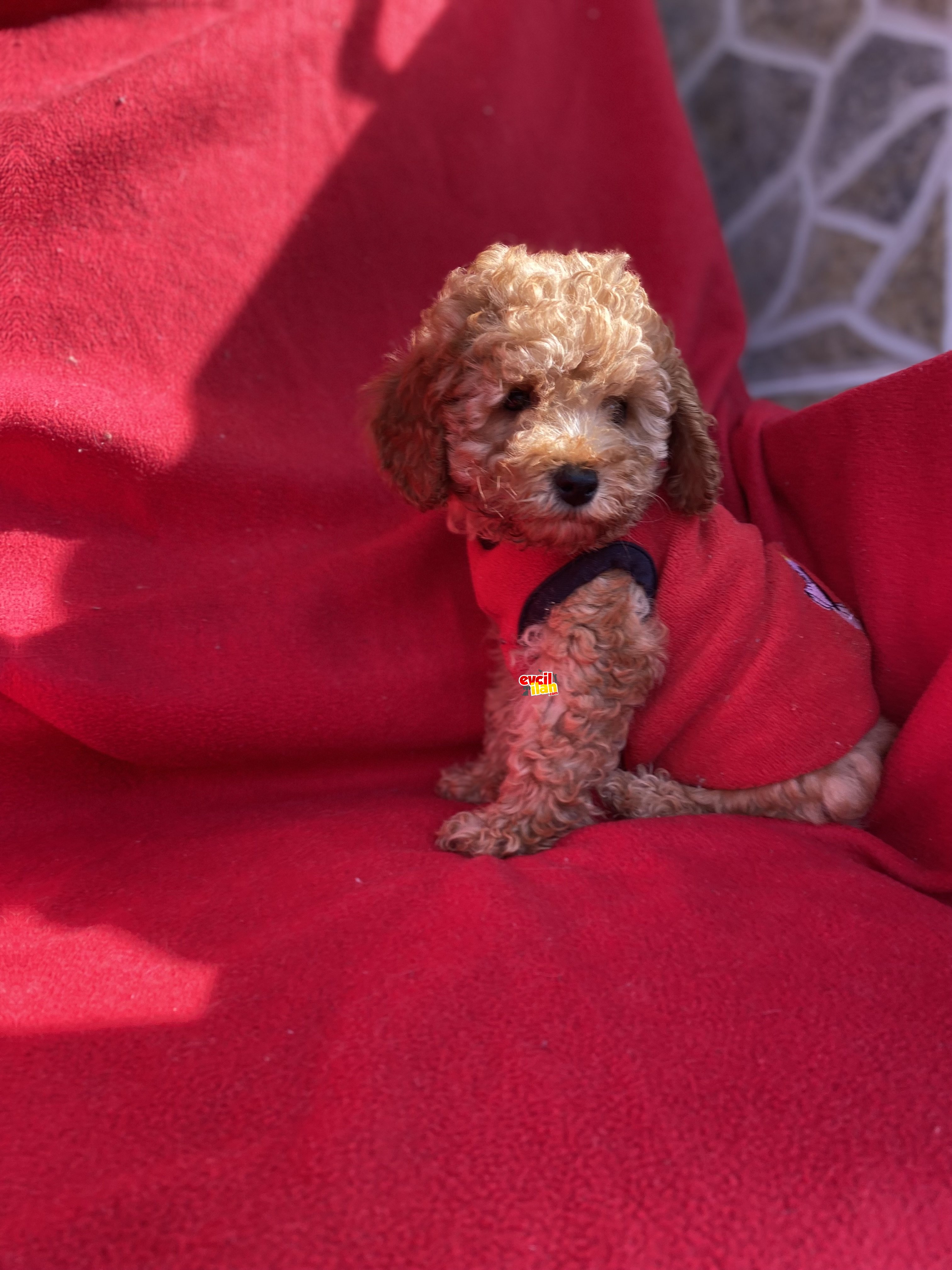 Toy Poodle Yavrular 