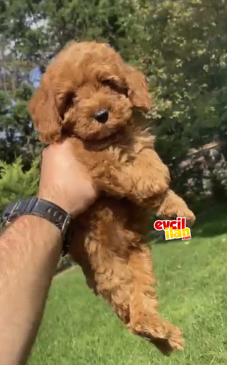 Toy Poodle Yavrular 