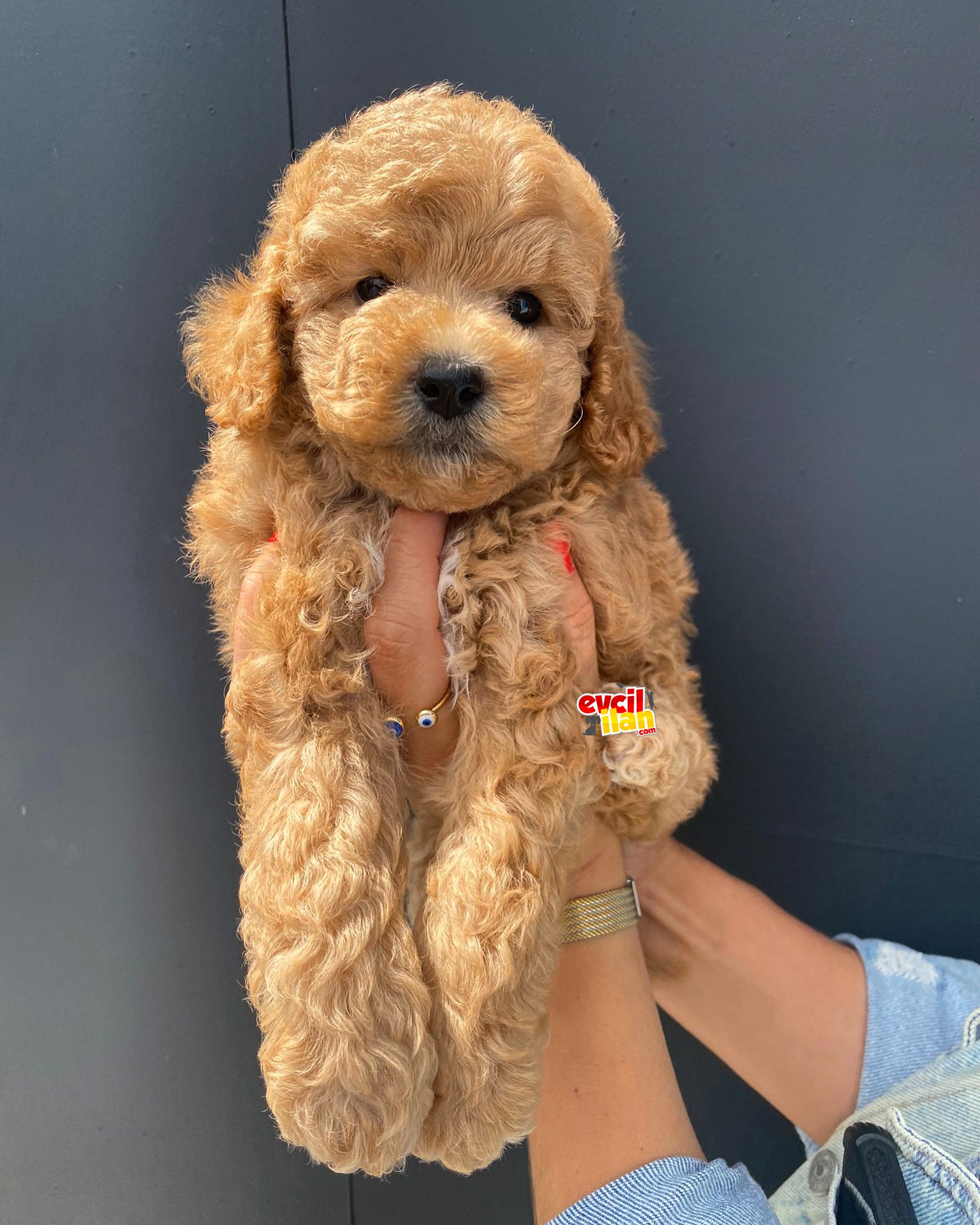 Toy Poodle Yavrular 