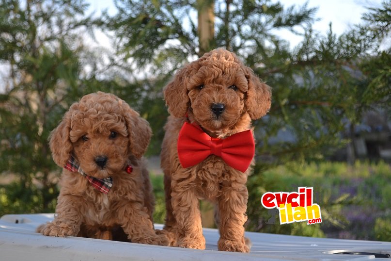 Toy POODLE Yavrular