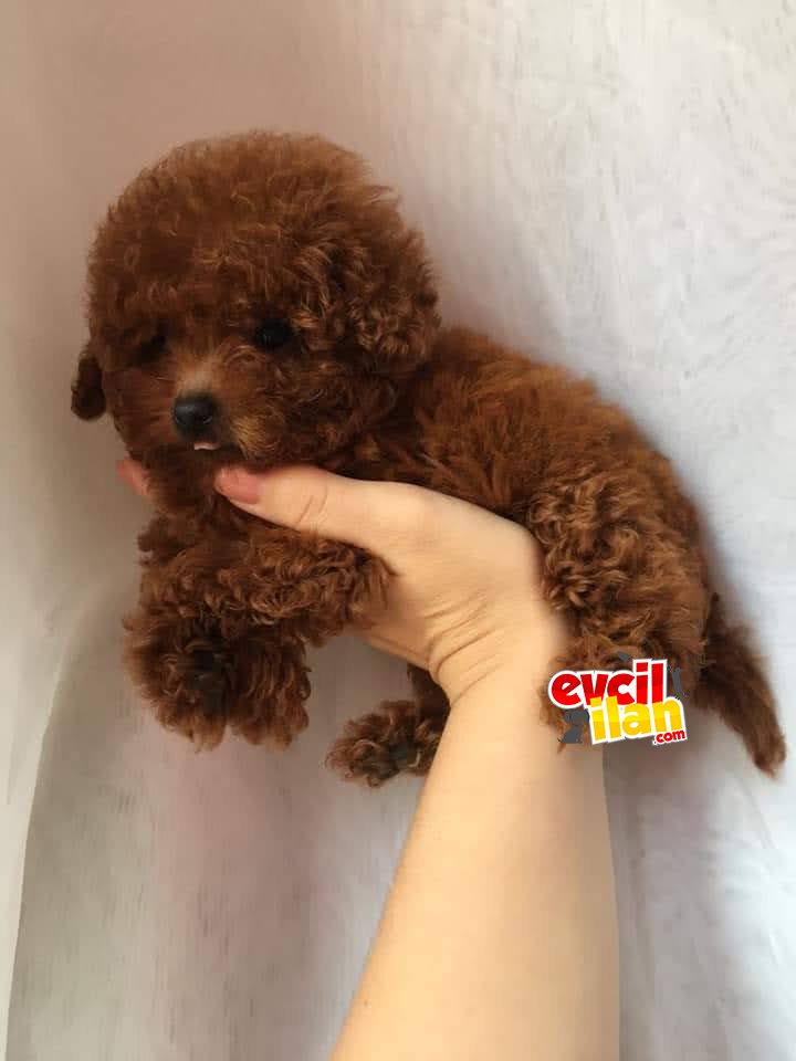 TOY POODLE YAVRULARIM 