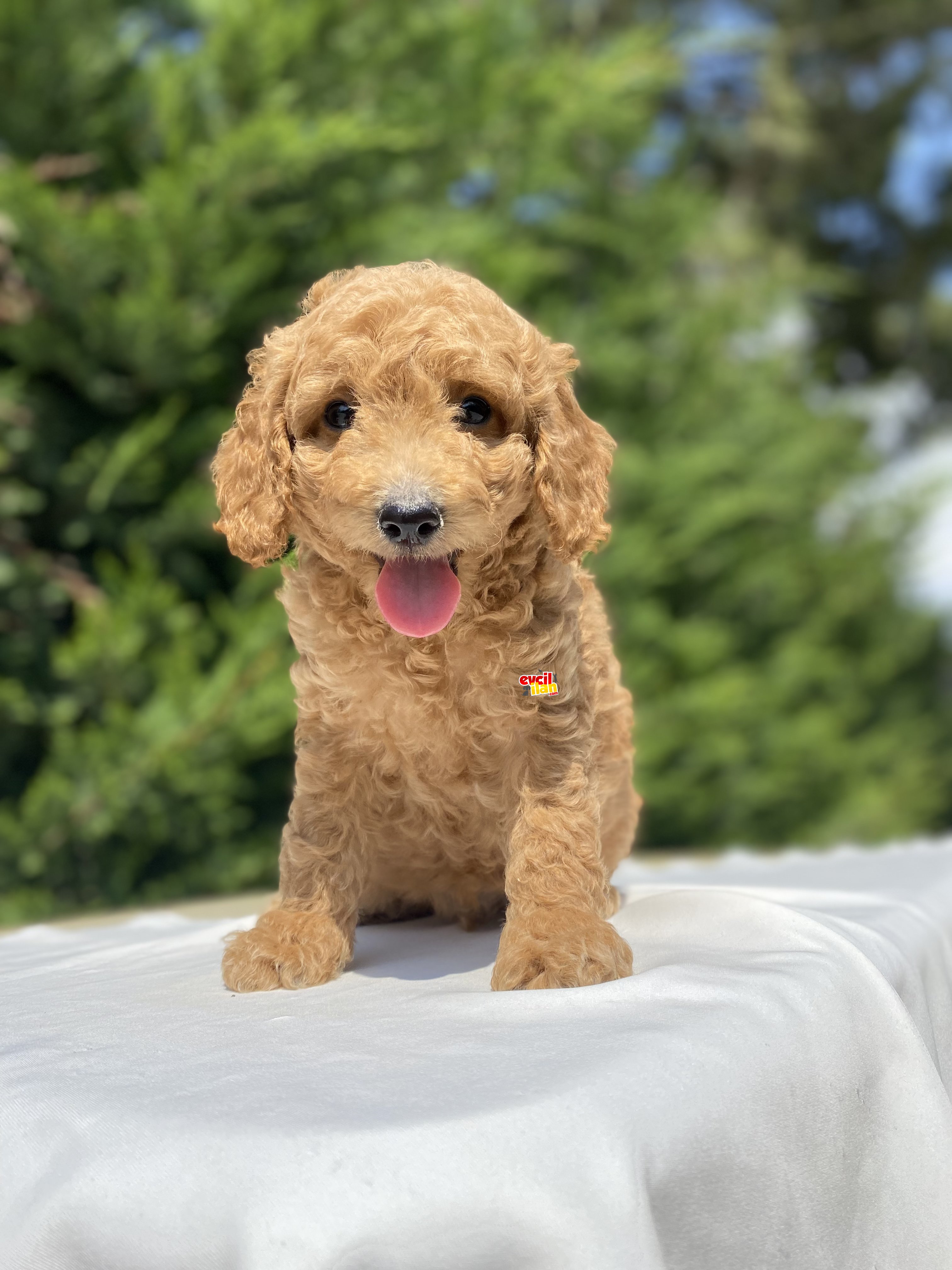 TOY POODLE YAVRULARIMIZ AŞILI GARANTİLİ 