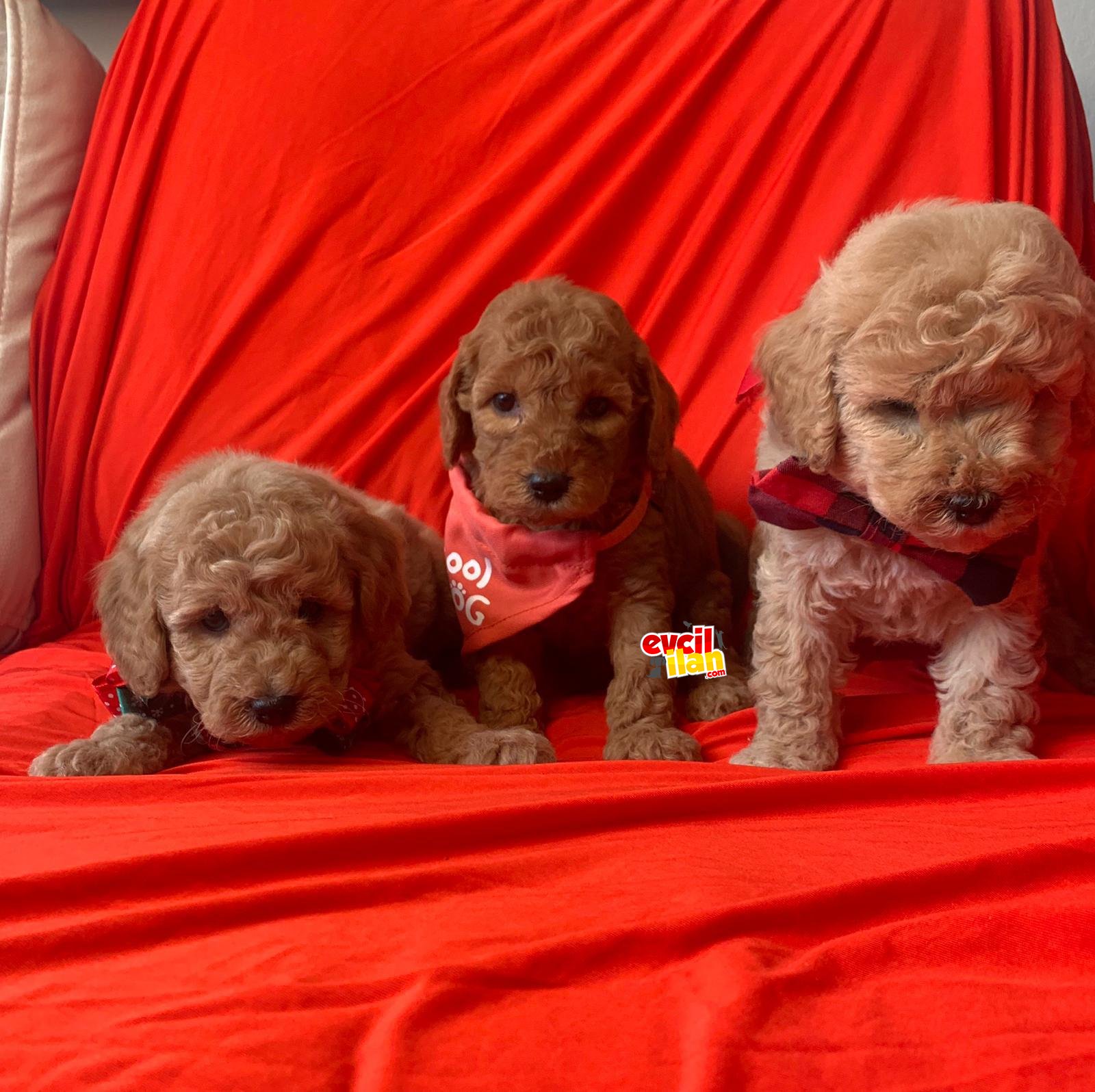 TOY POODLE YAVRULARIMIZ RED APRİKOT DİŞİ ERKEK