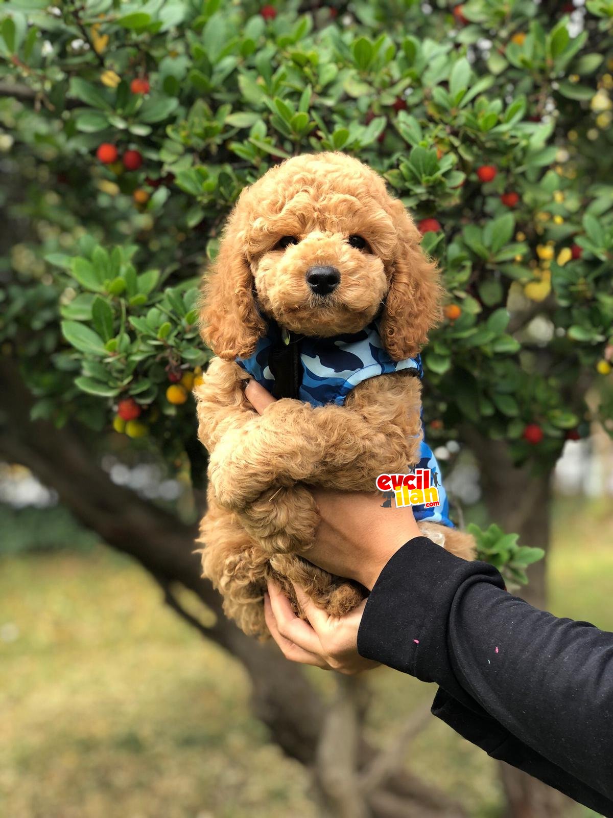 TOY POODLE YAVRULARIMIZ SİZLERLE