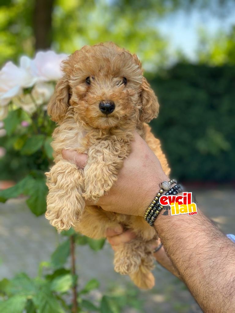 TOY POODLE YAVRULARIMIZ