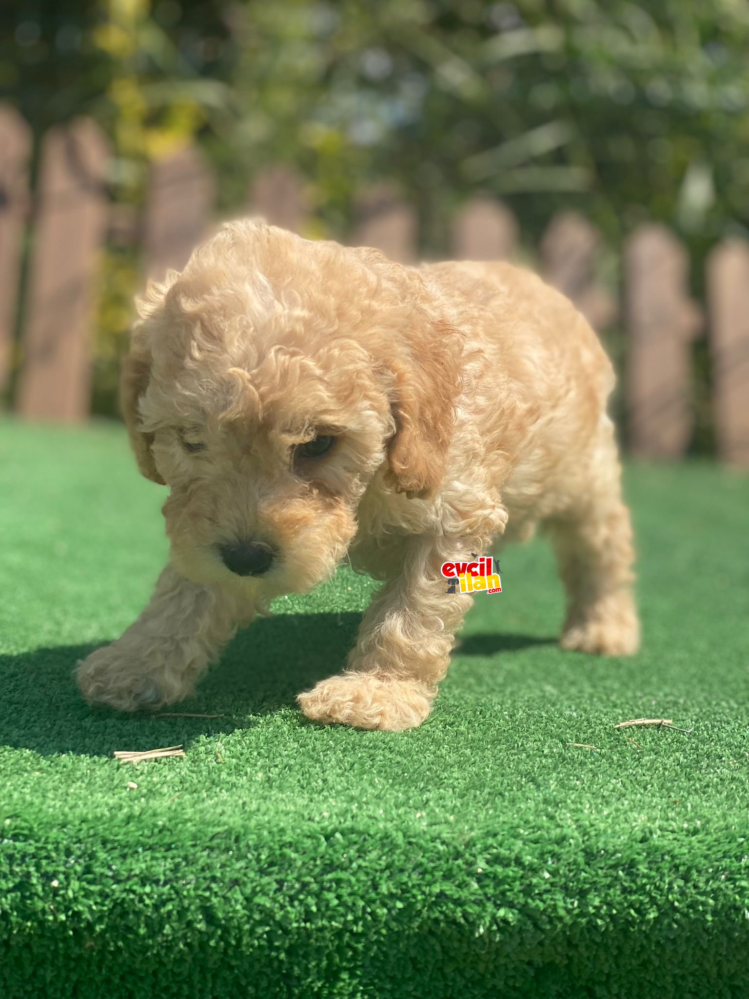 TOY POODLE YAVRULARIMIZ