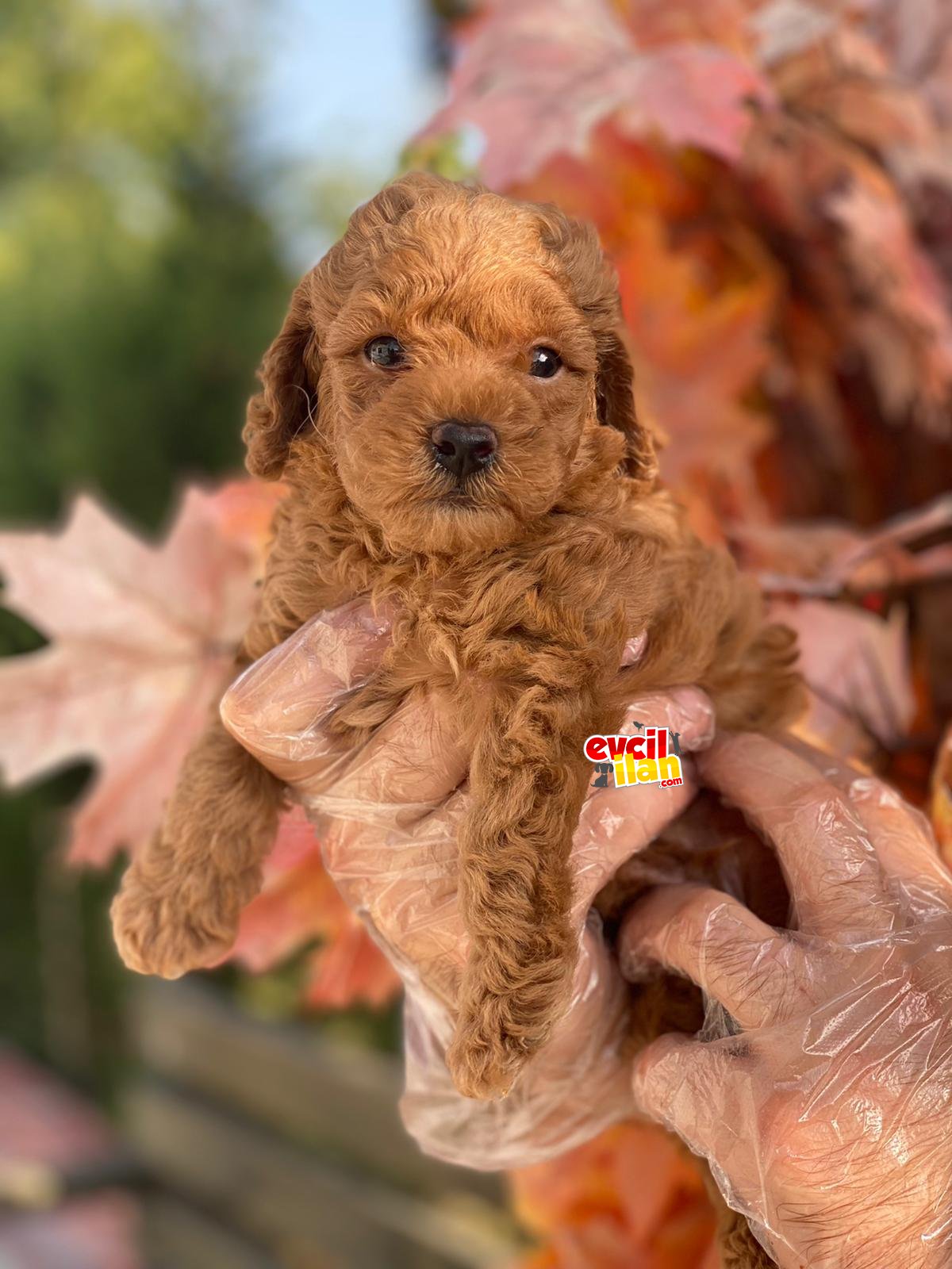 TOY POODLE YAVRULARIMIZ