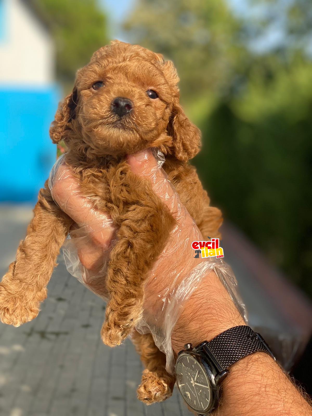 TOY POODLE YAVRULARIMIZ