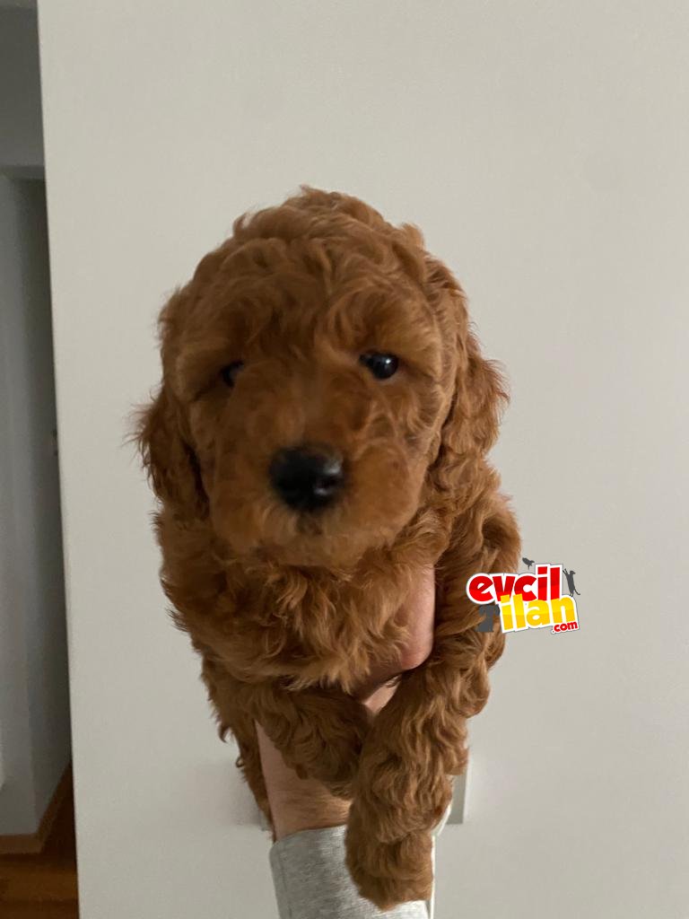 TOY POODLE YAVRULARIMIZ