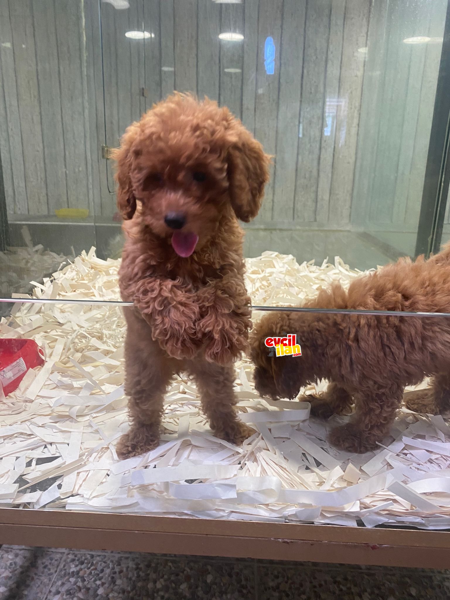 TOY POODLE YAVRULARIMIZ