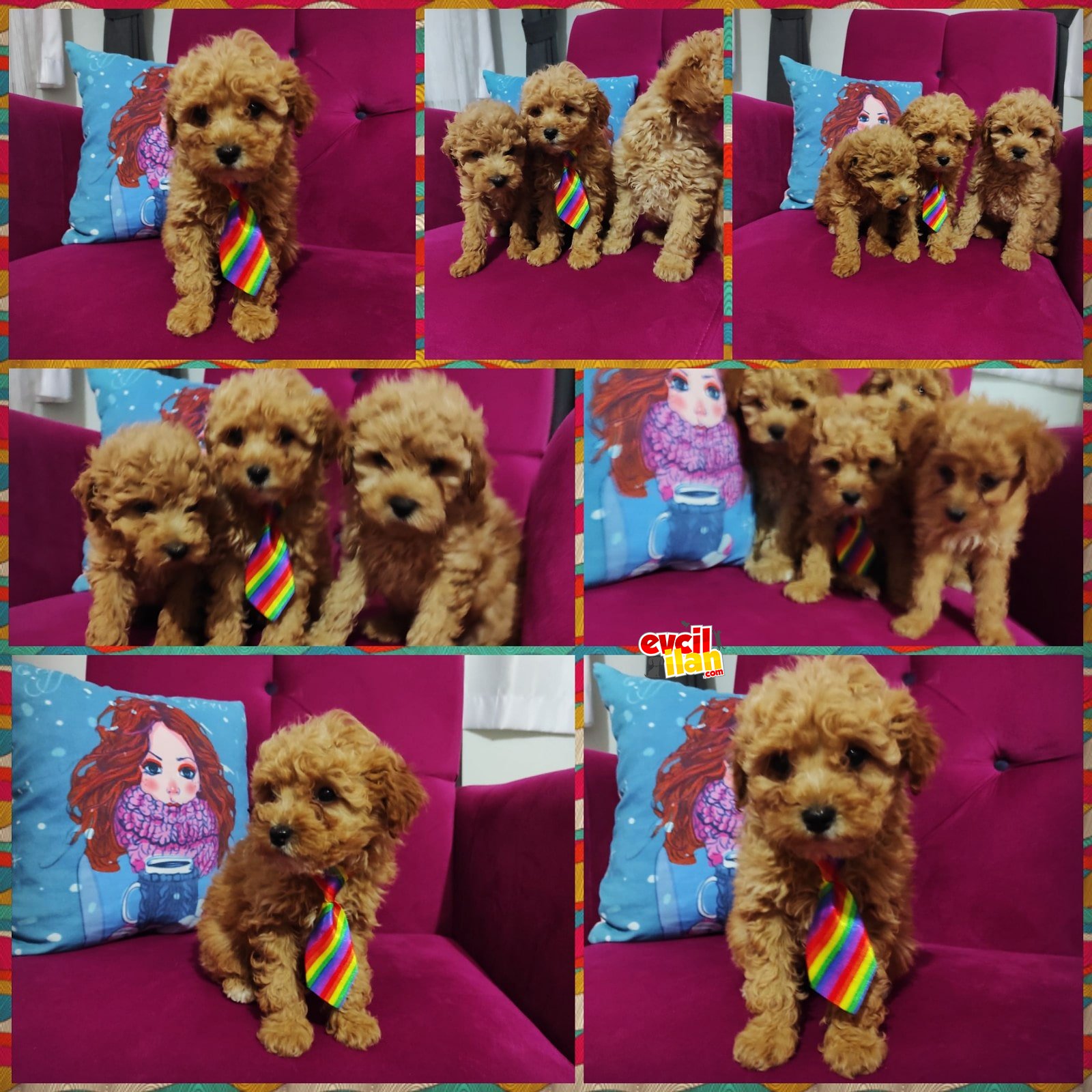 Toy poodle 