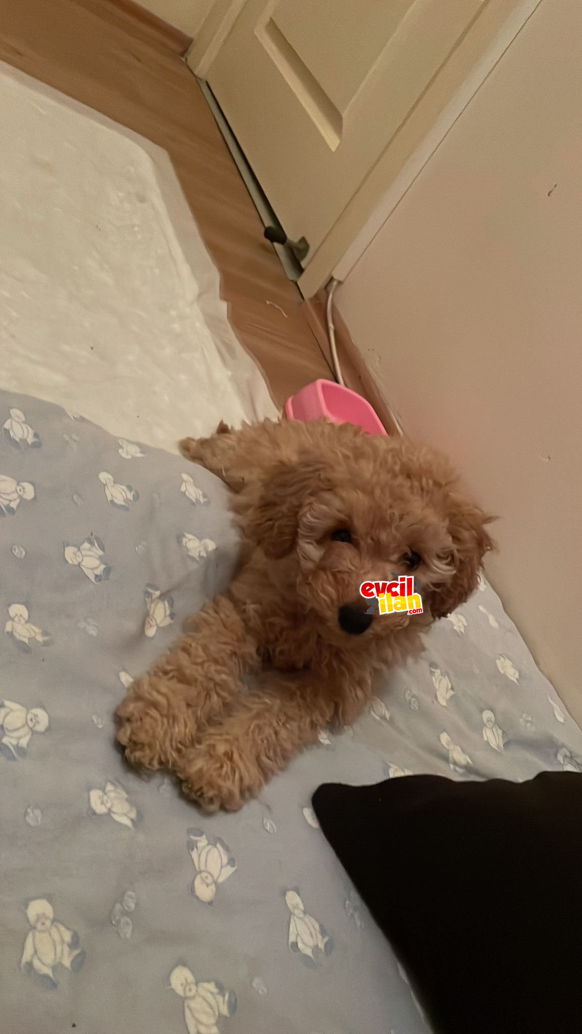 toy poodle